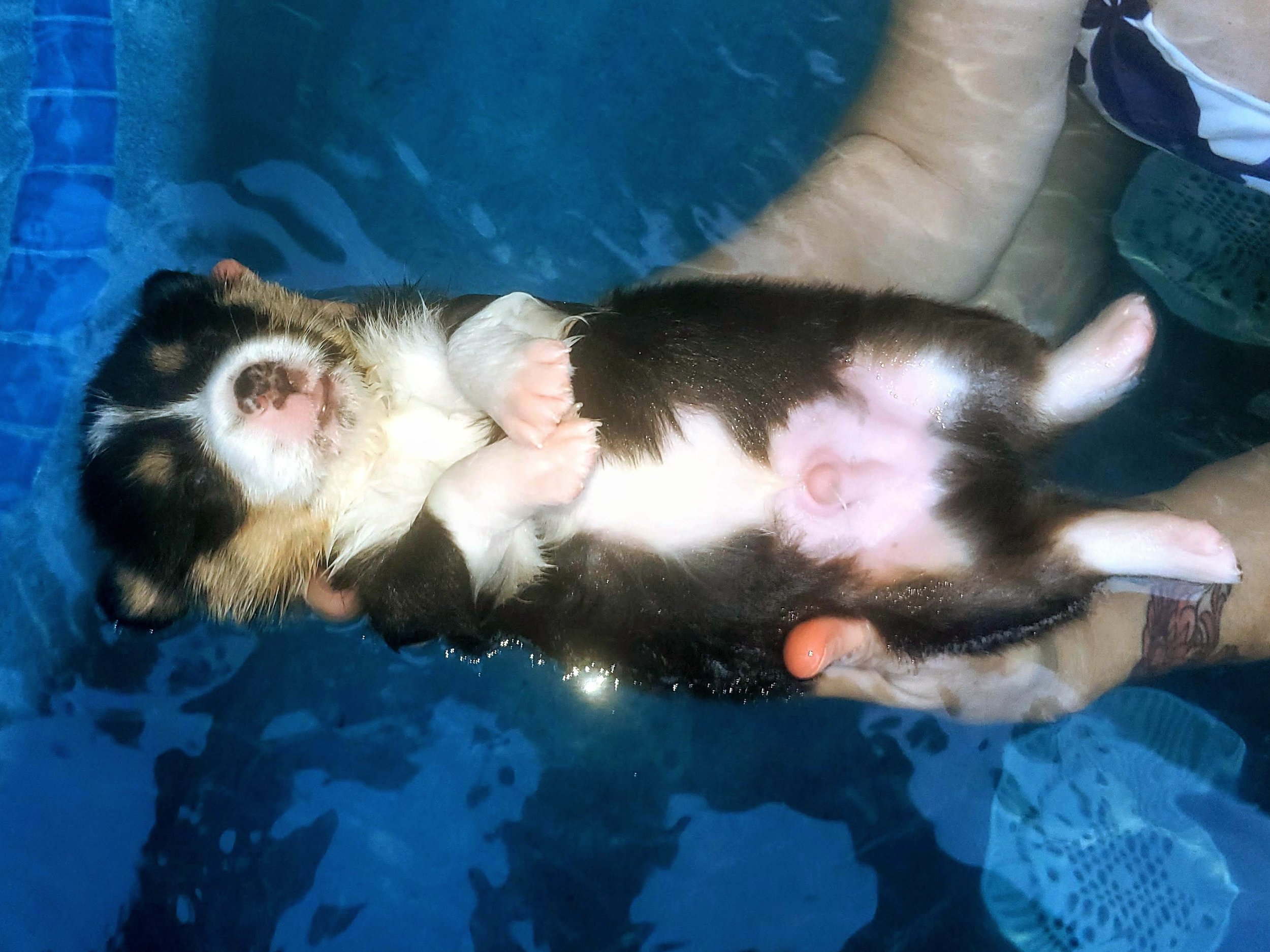 Earl Grey relaxing in the hot tub