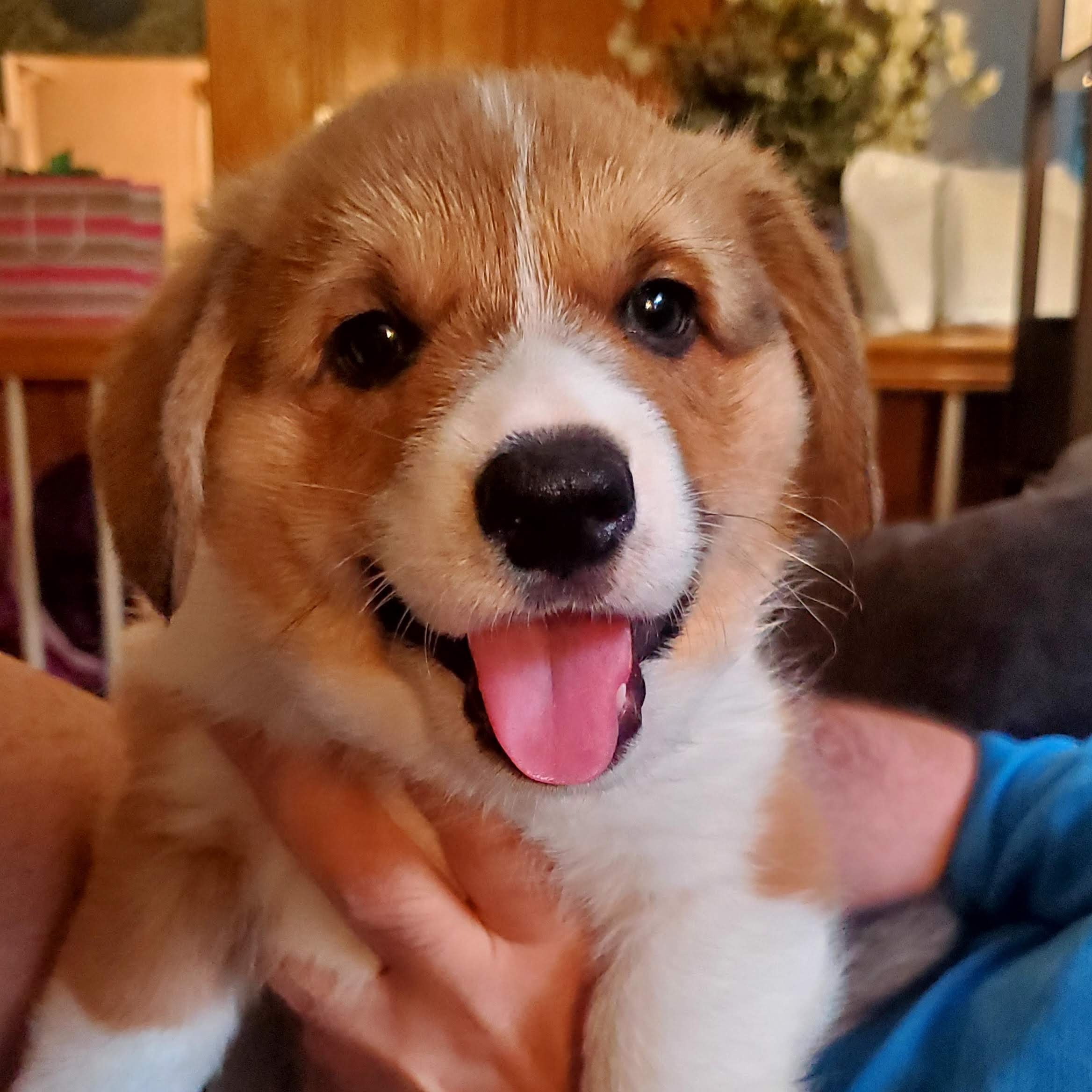 Chocolate Chip might be sable like his mom! Starting to see the black widow's peak.