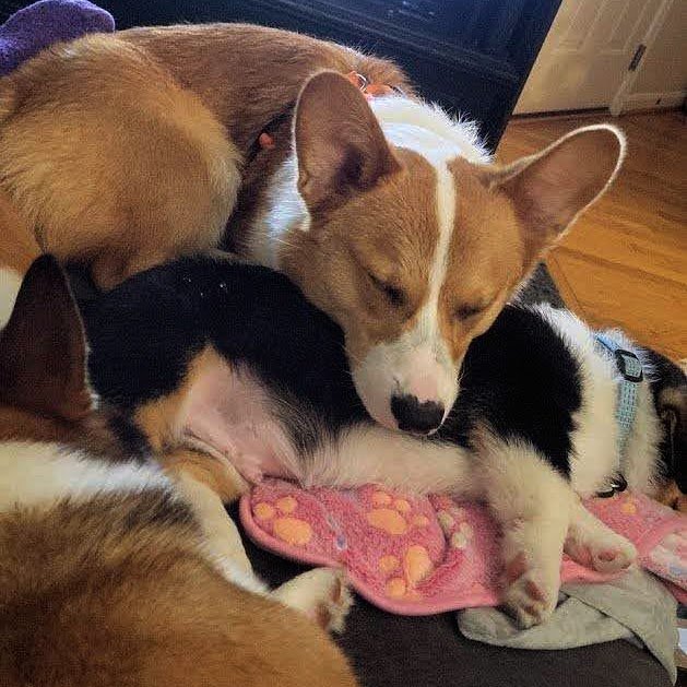 Pazuzu puppysitting his cousin