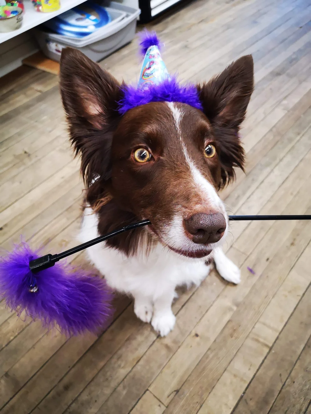 Tricks PausNTrain Agility & Obedience Dog Training Peterborough