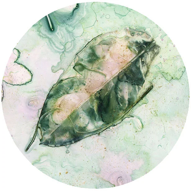 Web_Green-Leaf-3-square-4x4-.jpg