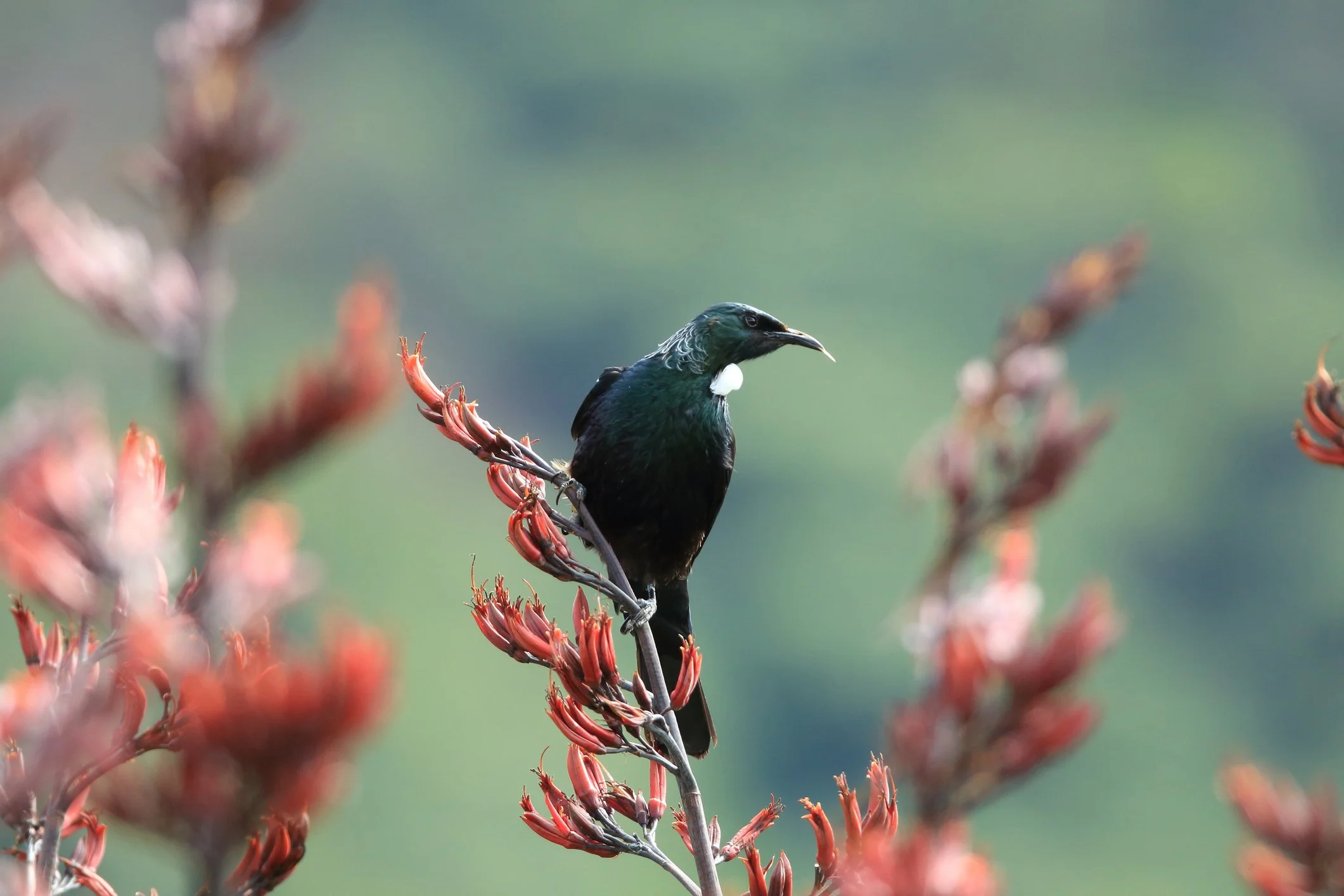 A black bird perched on a branch with reddish flowers, with a blurred green background.