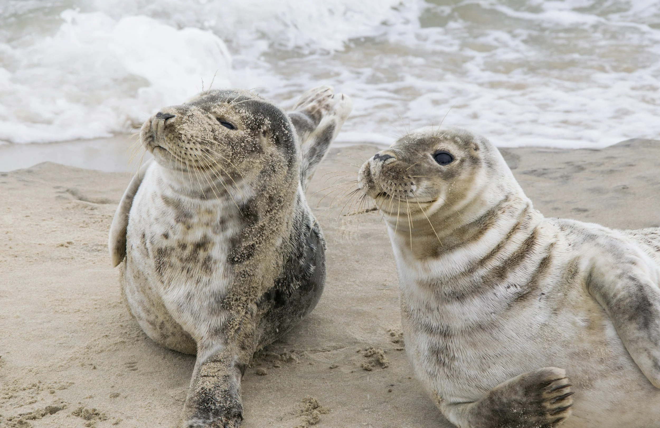 Two seals lying on the sandy beach near the shoreline, one with sand on its face and the other facing them, with waves in the background.