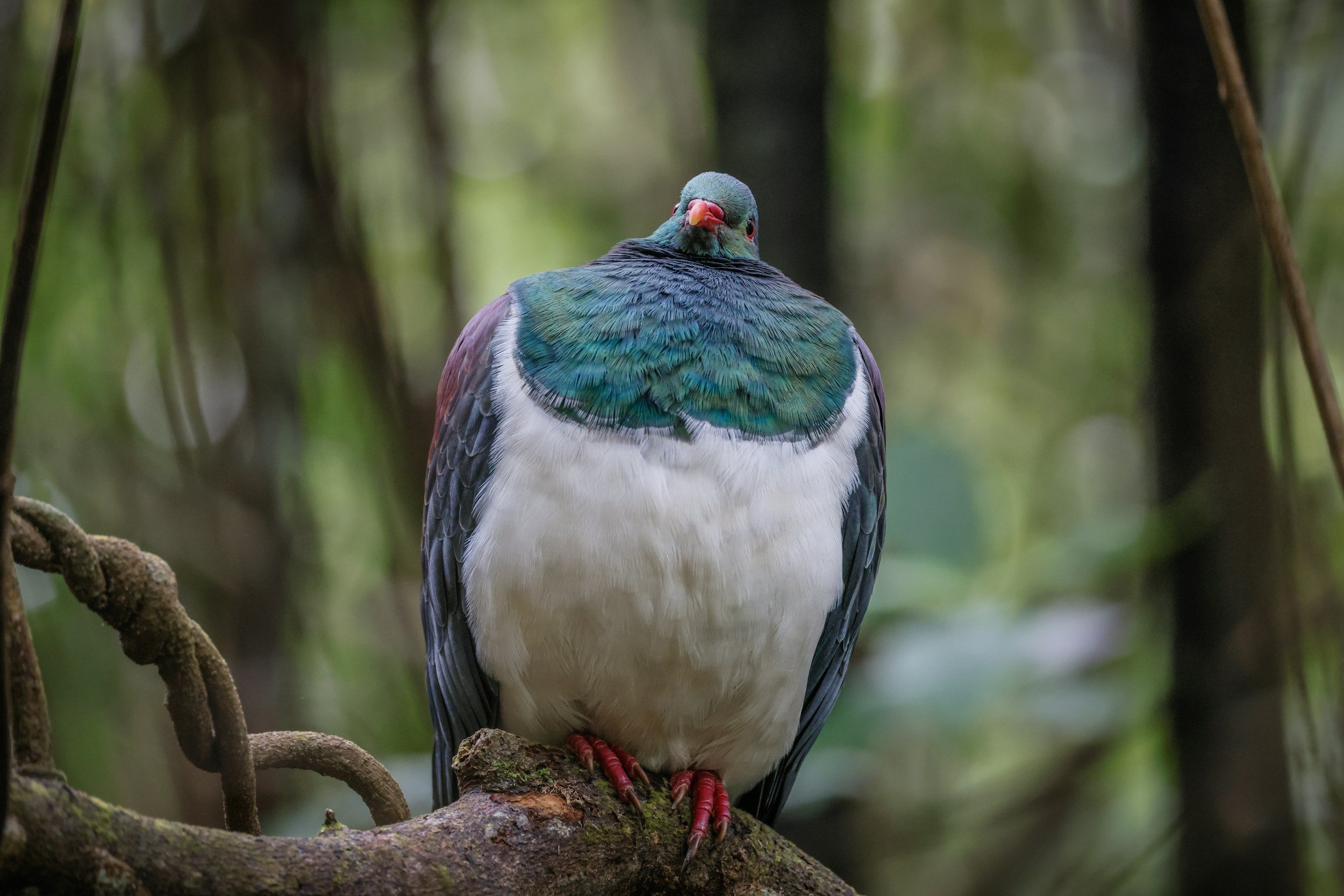 Colorful bird with white belly, iridescent green and blue wings, and pink beak, perched on a branch in a forested area.
