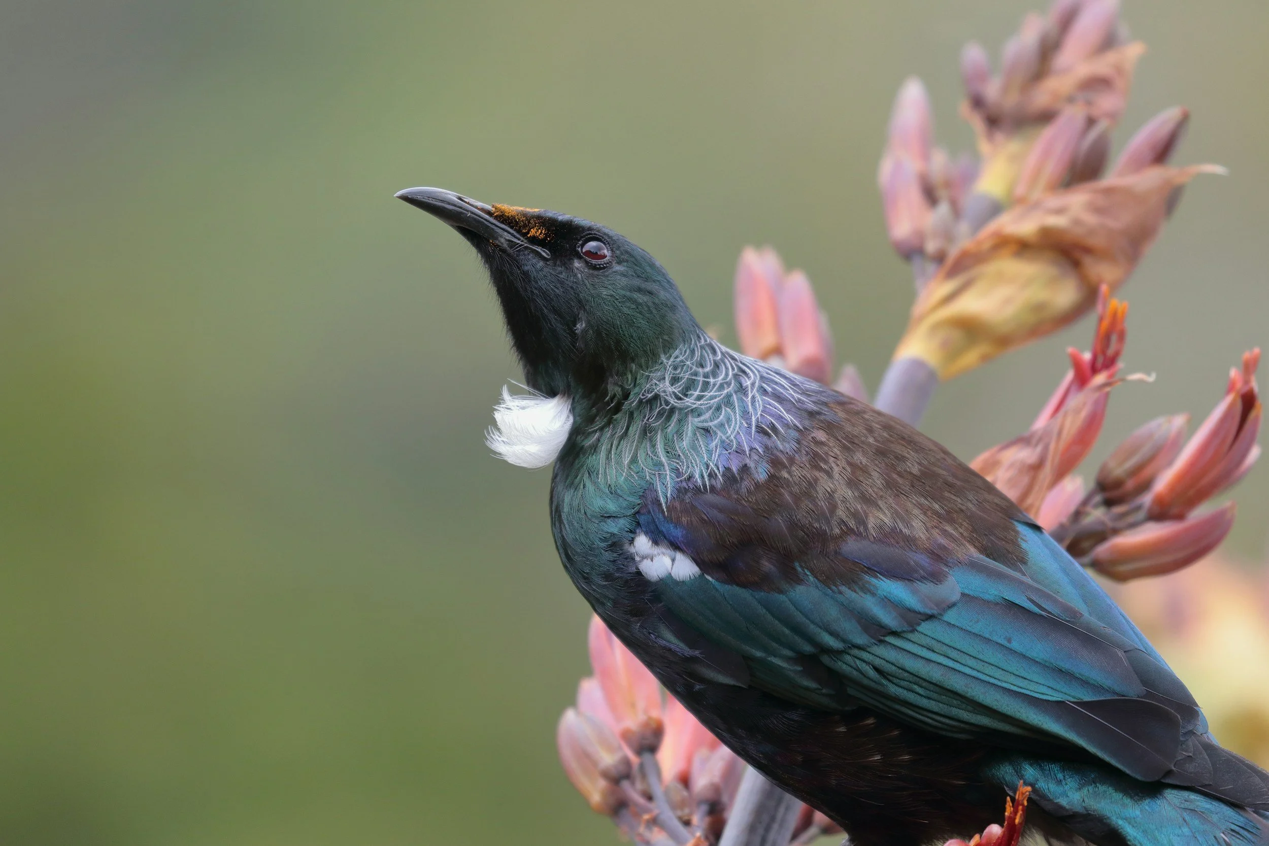 A Tui bird with iridescent green and blue feathers, a white tuft below its beak, perched on a plant with pinkish-brown flower buds, blurred green background.