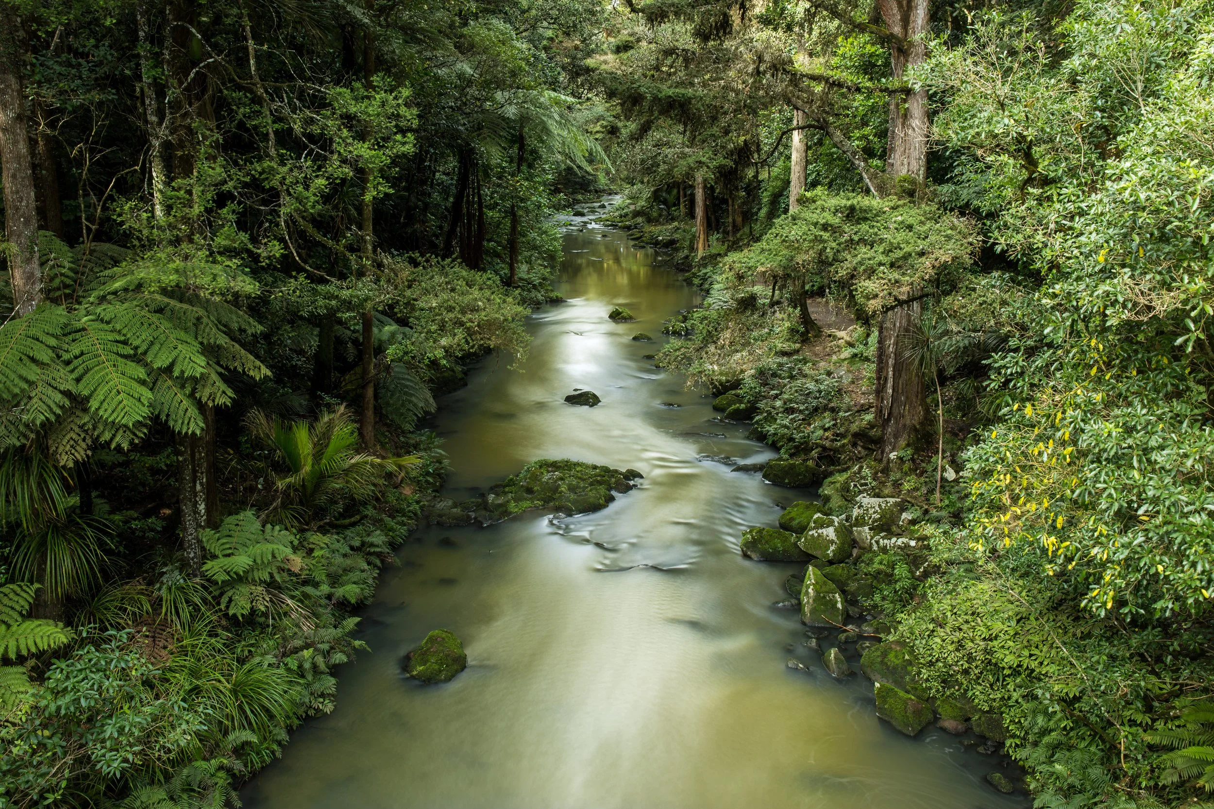 A scenic view of a narrow river flowing through a lush green forest, with trees and plants on both sides.