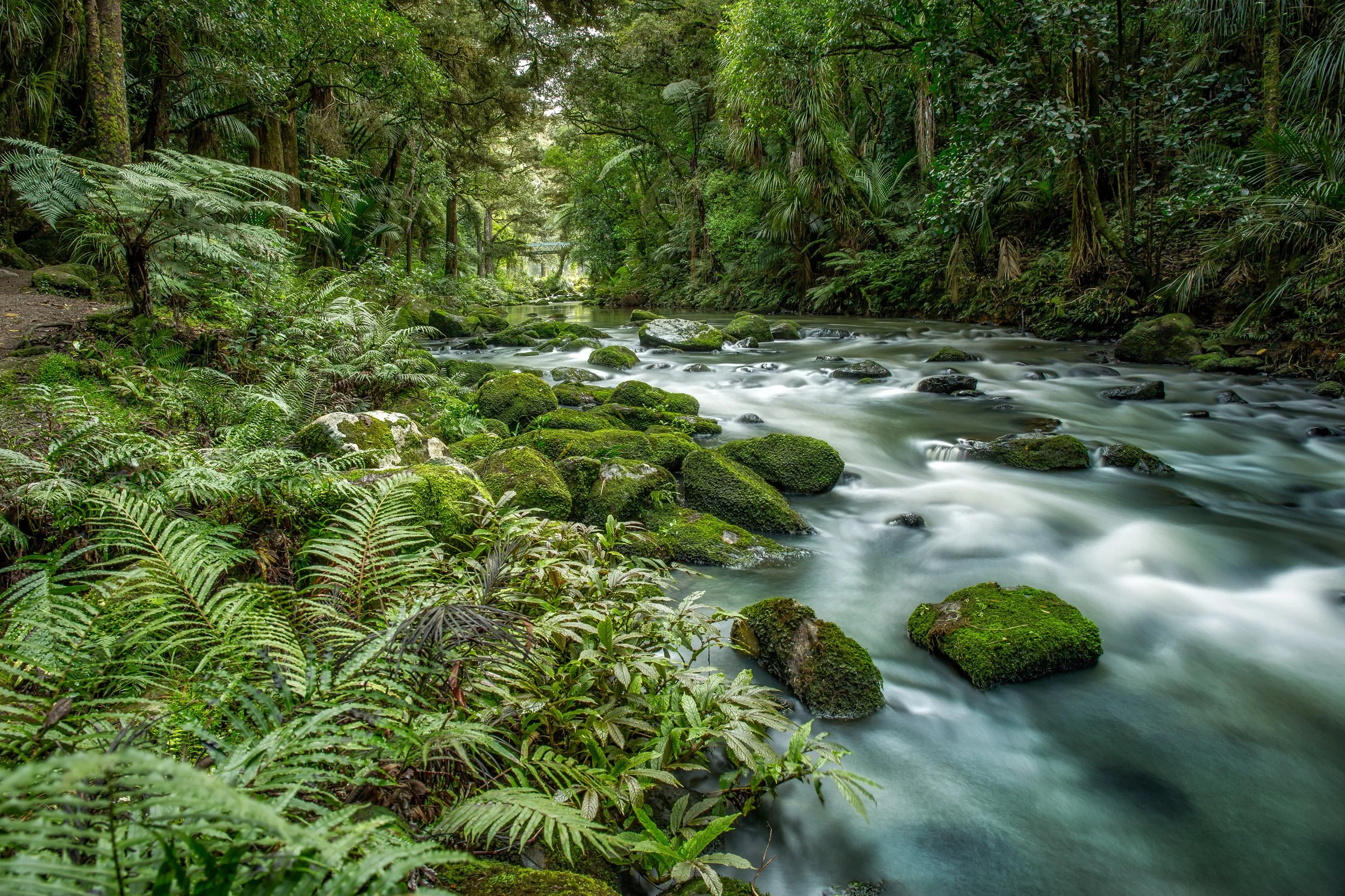 A peaceful forest scene with a flowing river surrounded by lush green ferns and moss-covered rocks, with dense trees on either side.