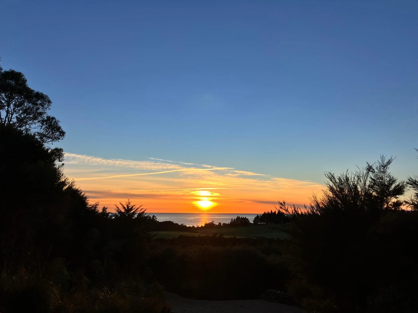 Sunset over the ocean with a clear sky, silhouette of trees and foliage in the foreground.