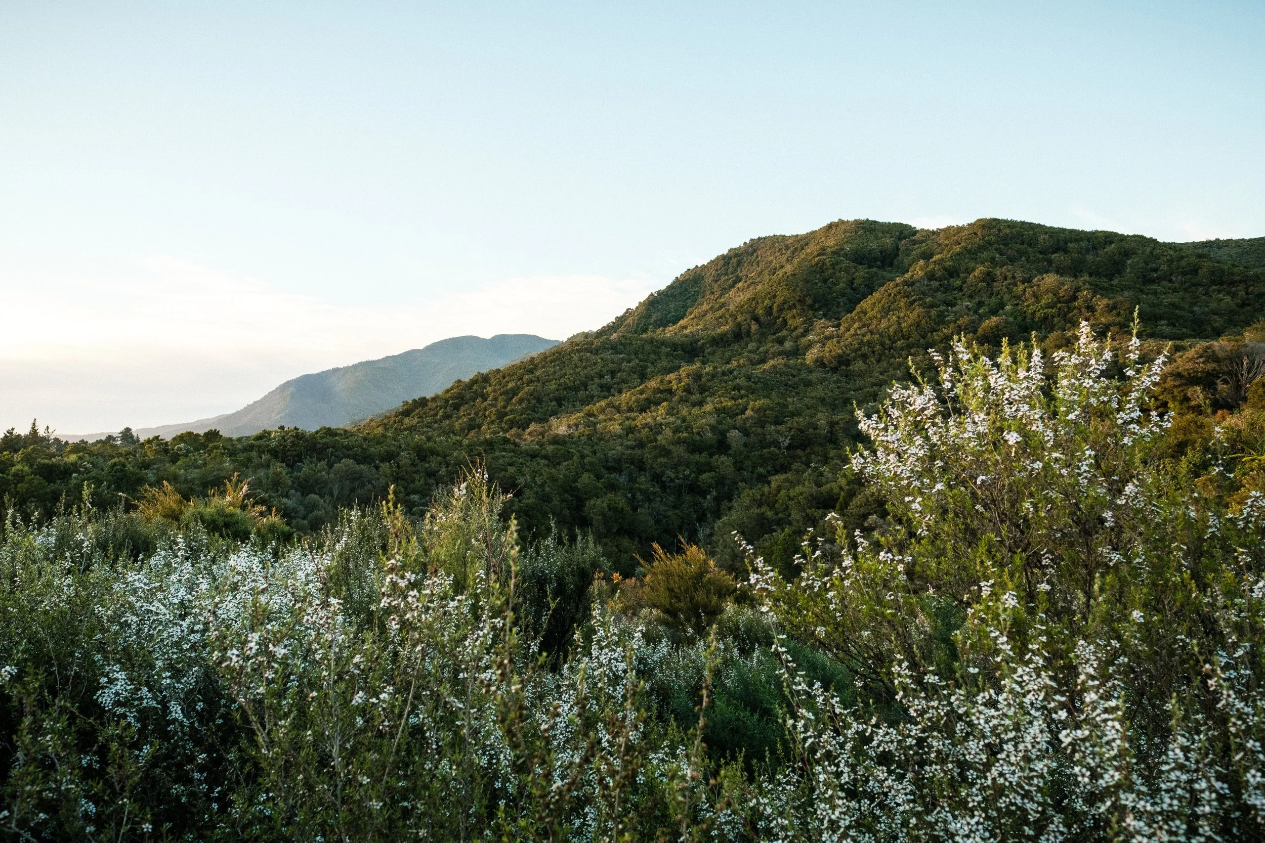 A lush green mountain landscape with trees and foliage in the foreground, and mountains in the background under a clear sky.