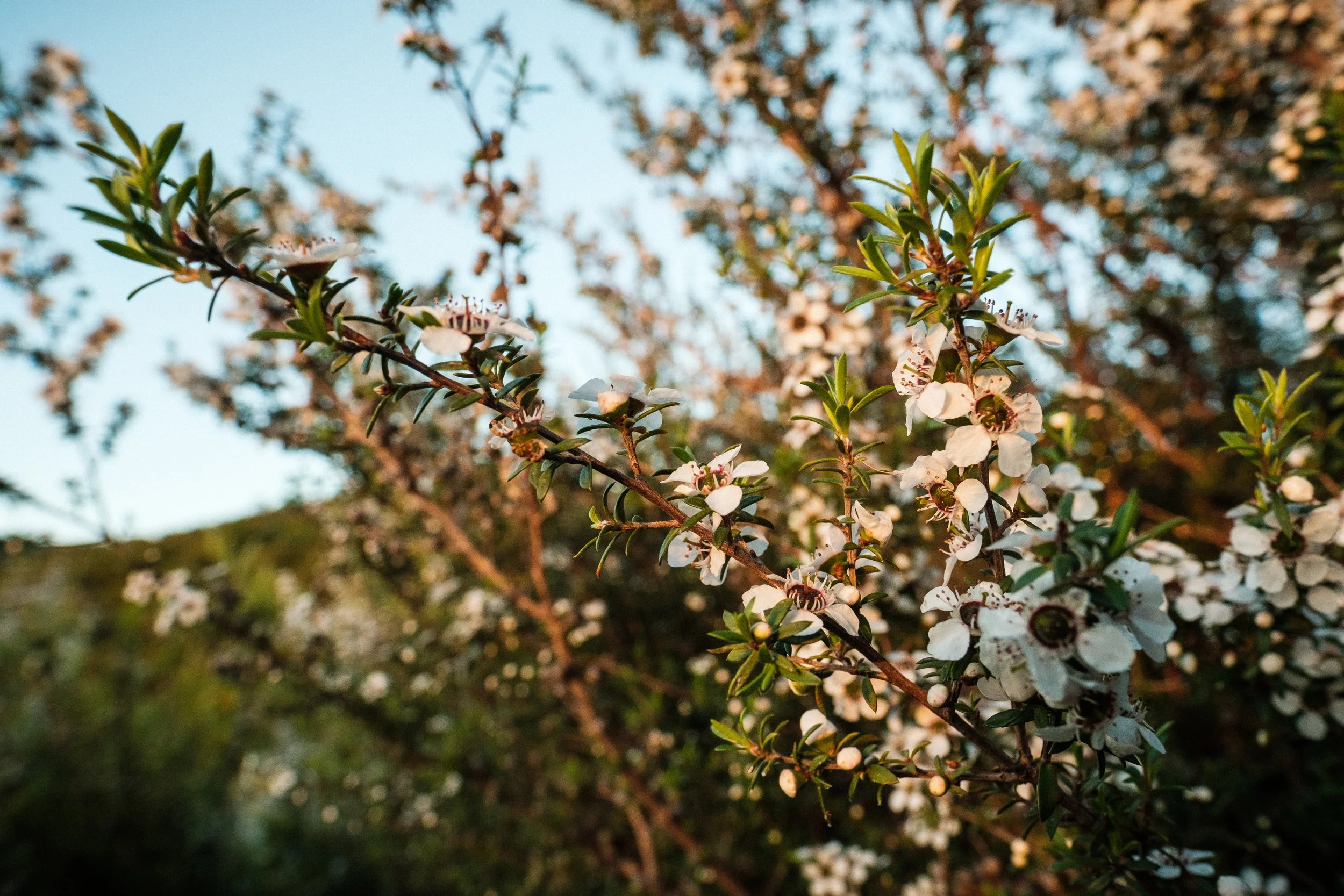 A close-up of a flowering shrub with white blossoms and green leaves, with a blurred background and warm sunlight.