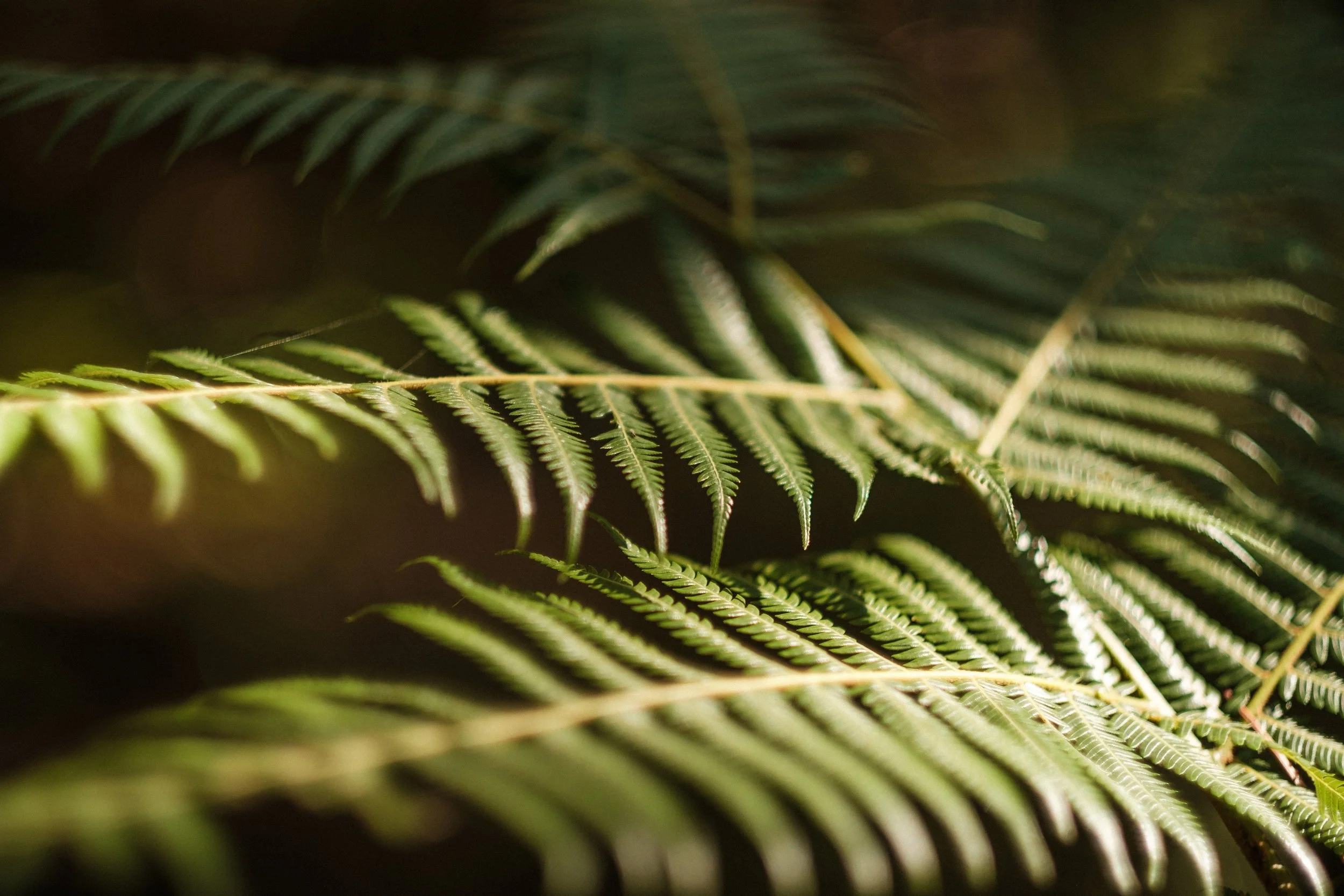 Close-up of green fern leaves with sunlight filtering through.