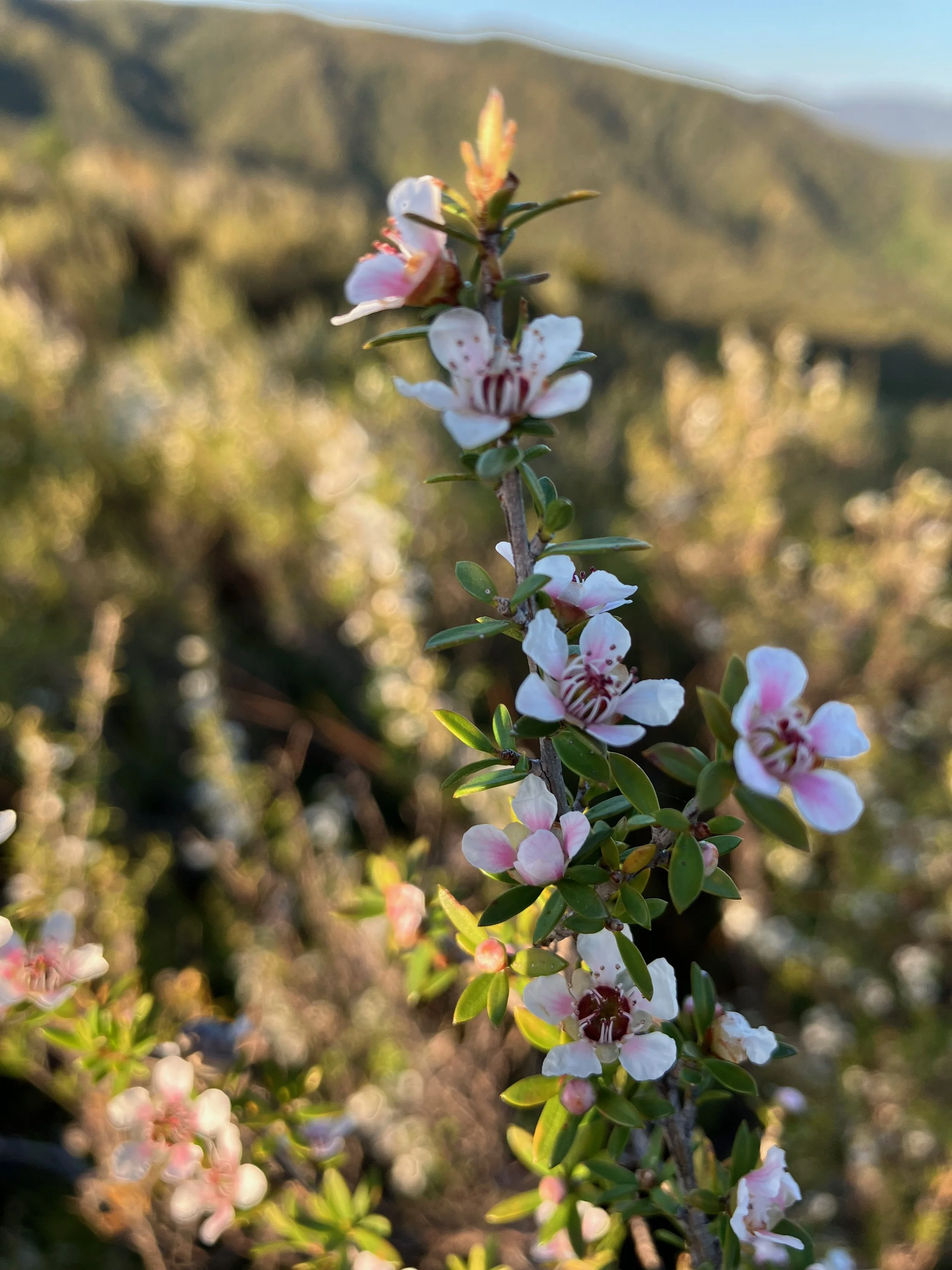Close-up of a branch with small white and pink flowers, set against a blurred natural background with hills and sky.