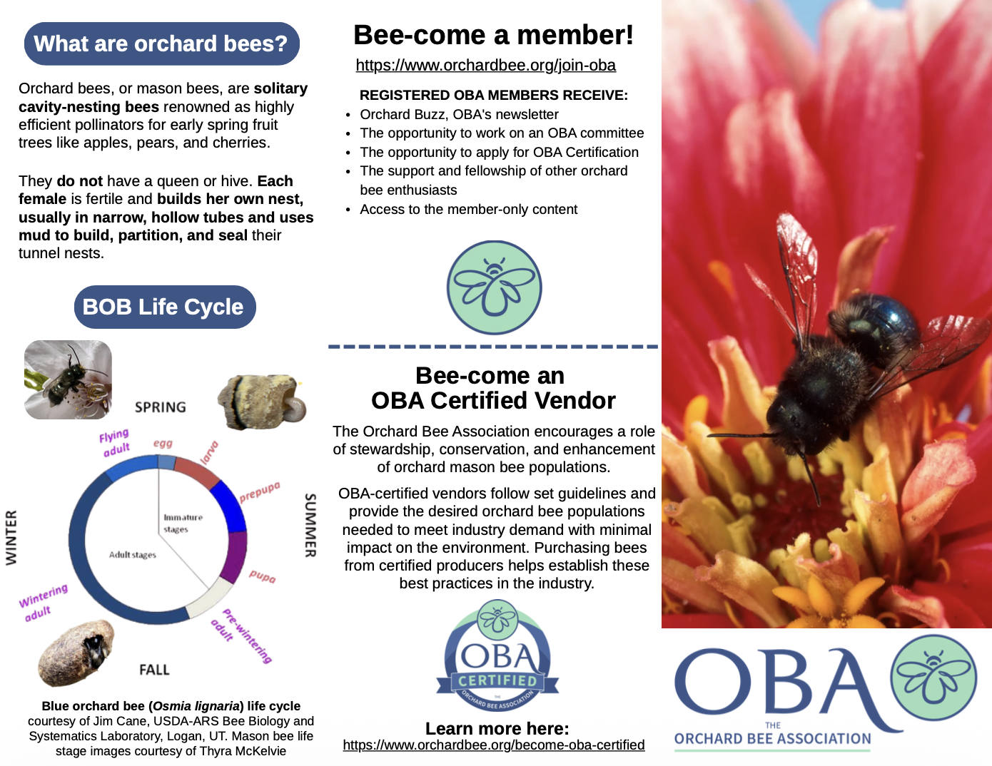 What is the OBA and Mason Bee Basics - Trifold