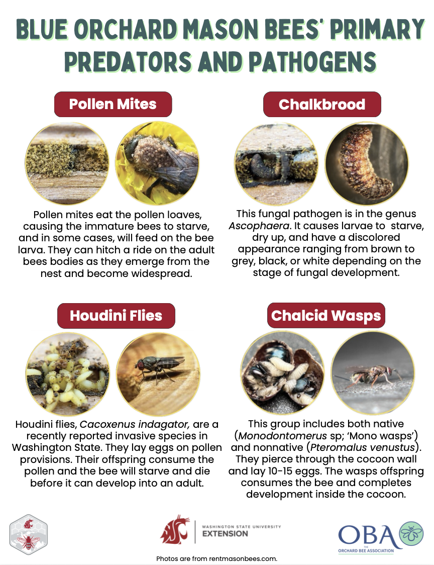 Common pests and predators of mason bees
