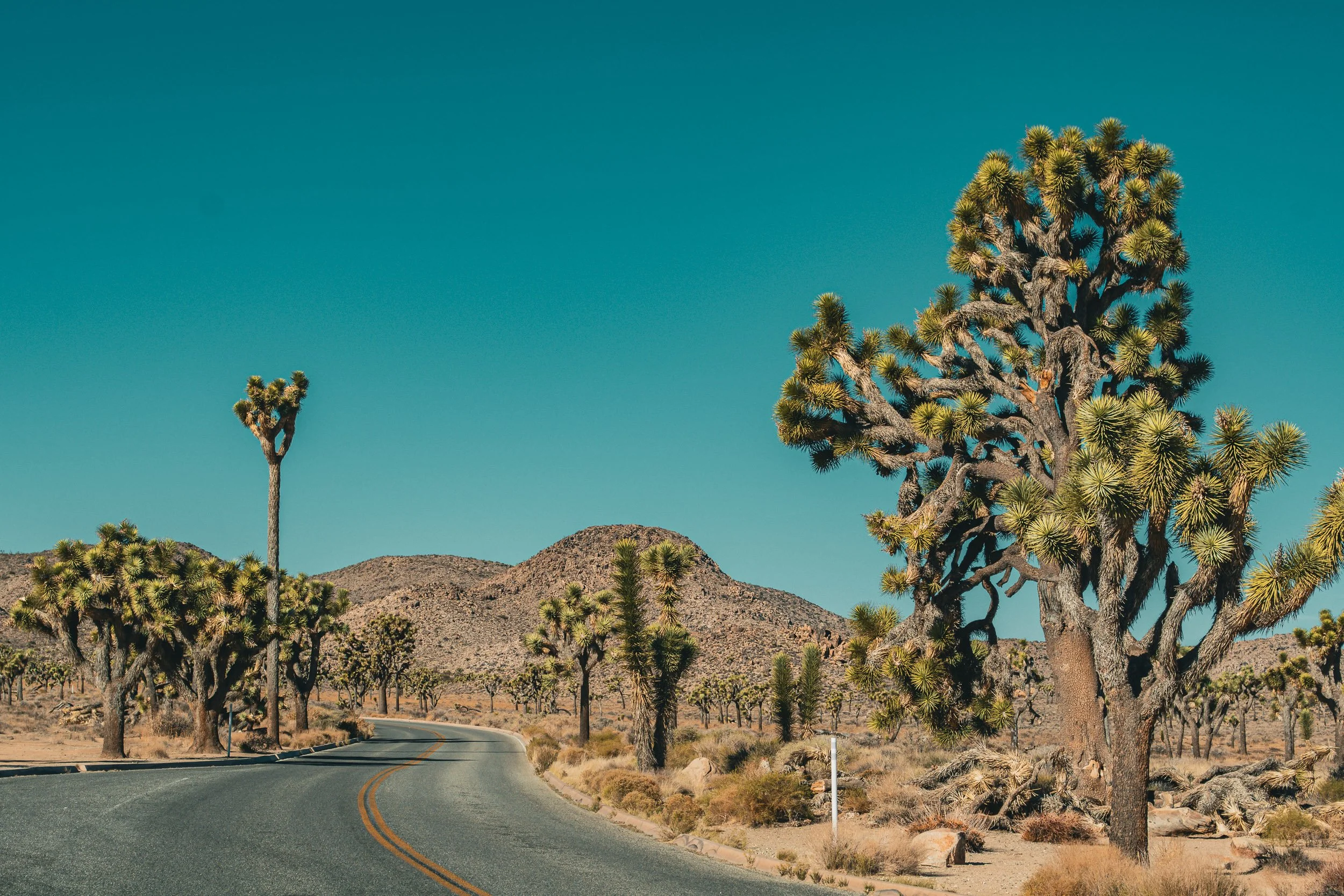 The Open Road - A wide, sun-drenched landscape featuring an empty two-lane desert highway curving past majestic Joshua trees toward a distant, rocky hill under a vibrant teal sky.