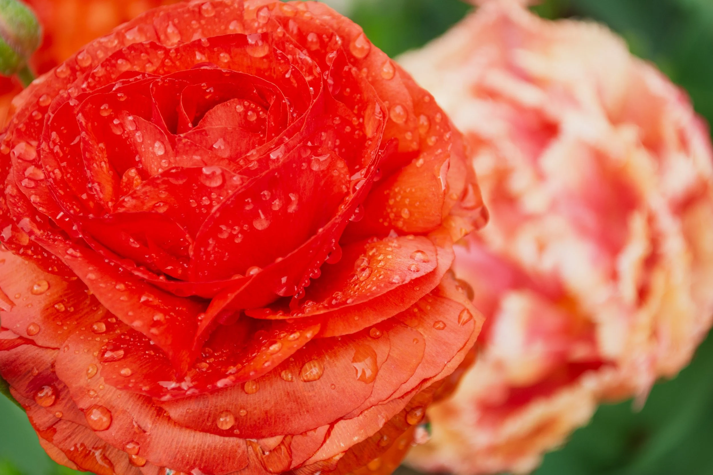 Petal Dew - An ultra-close macro view of a layered red ranunculus flower glistening with raindrops, with a soft, out-of-focus pink blossom in the background.