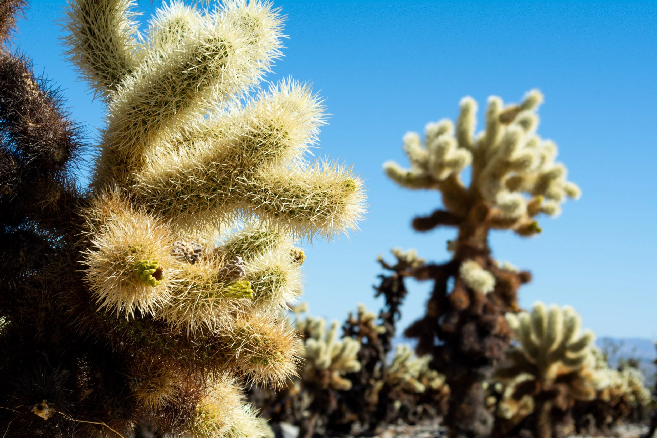 Cholla Garden - A textured close-up of a fuzzy, spine-covered cholla cactus branch glistening in the bright sunlight, with additional cacti softly blurred across the desert landscape under a clear blue sky.
