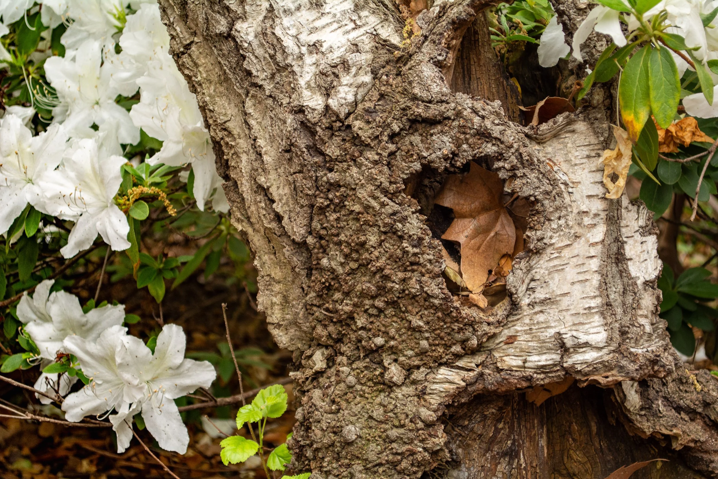 Autumn Hollow - A rich macro texture shot of rough birch tree bark featuring a natural knot hollow cradling a single dry brown leaf, flanked by delicate white azalea blossoms.