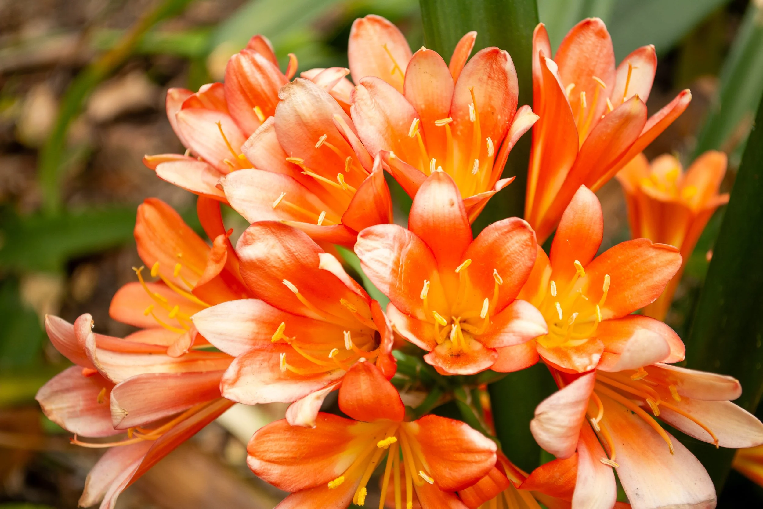 Clivia Clusters - A dense, vibrant macro shot of a cluster of bright orange Natal lily blossoms featuring delicate yellow stamens and deep green leaves.