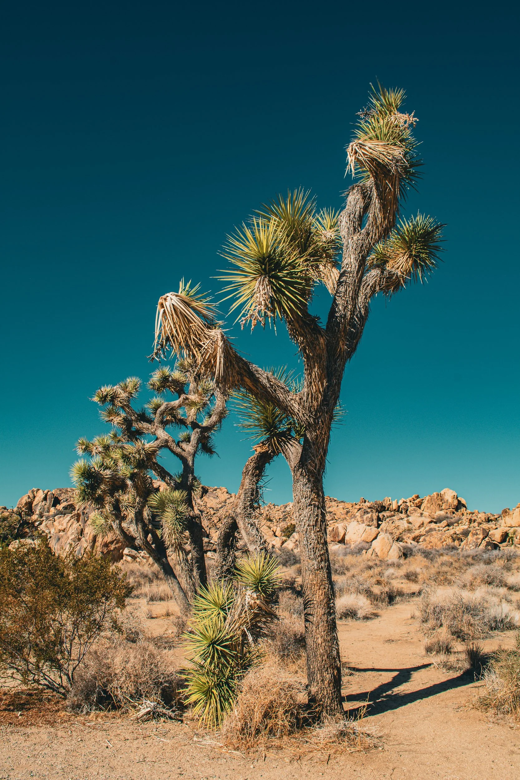 Desert Sentinel - A vertical composition capturing a detailed, weathered Joshua tree standing prominently against a clear, deep blue sky with rugged rock formations lining the background.