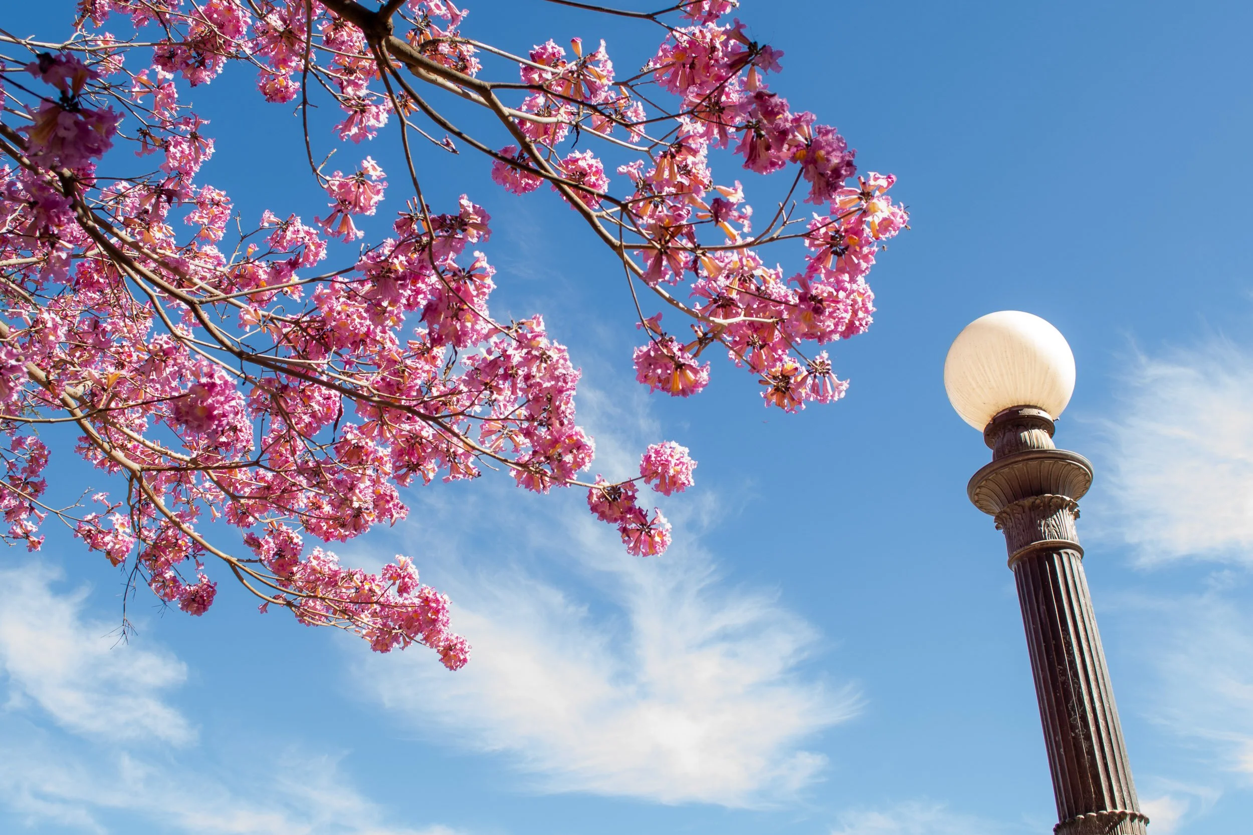 Springtime Glow - A classic, ornate streetlamp post reaching toward a bright blue sky filled with wispy clouds, framed beautifully by overhanging branches of vibrant pink tree blossoms.