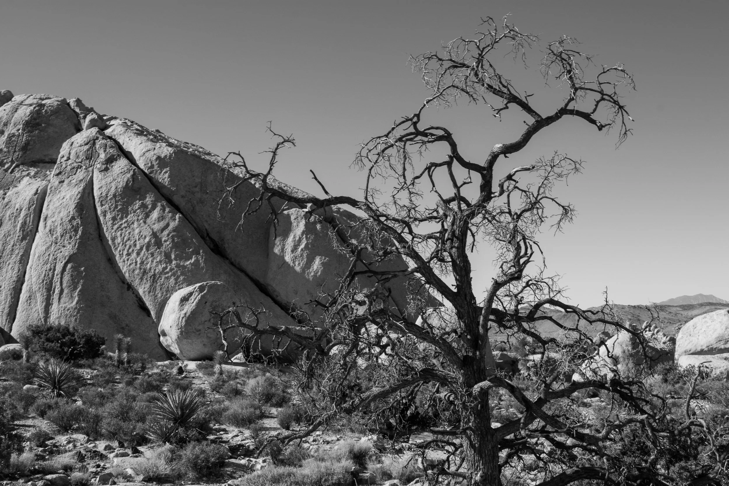 Desert Solitude - A dramatic black-and-white landscape featuring a gnarled, bare desert tree in the foreground with massive, cracked boulders and rugged hills rolling into the distance.