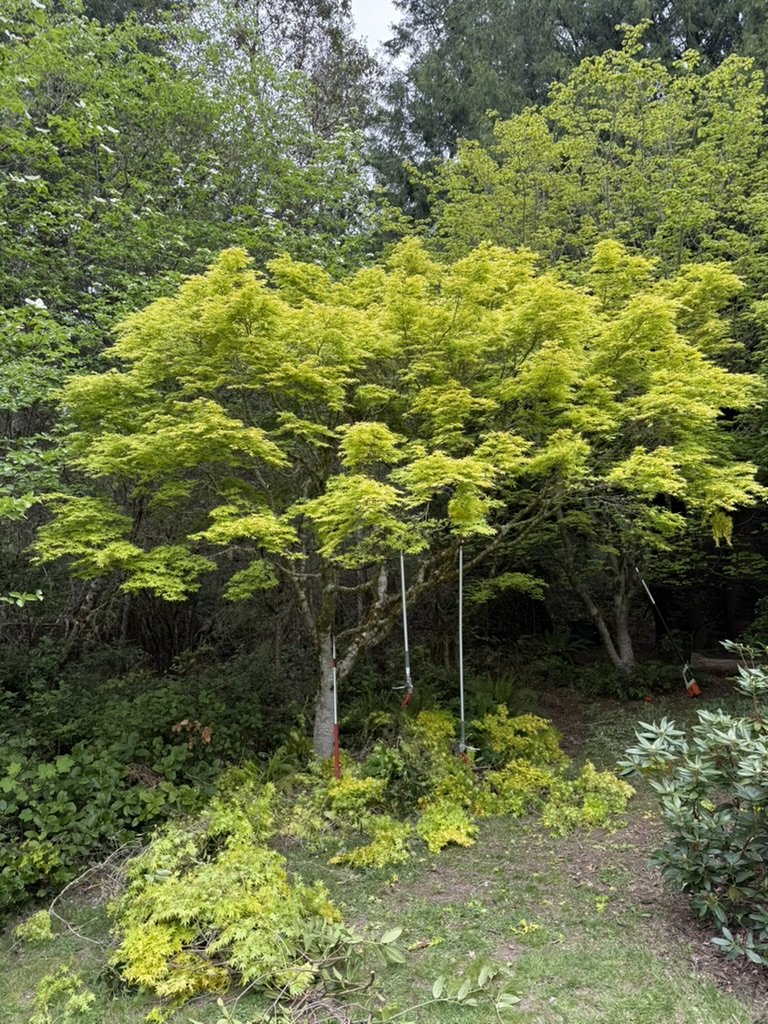 A wooden tree with green leaves, supported by multiple poles, surrounded by other green trees and plants in a garden.