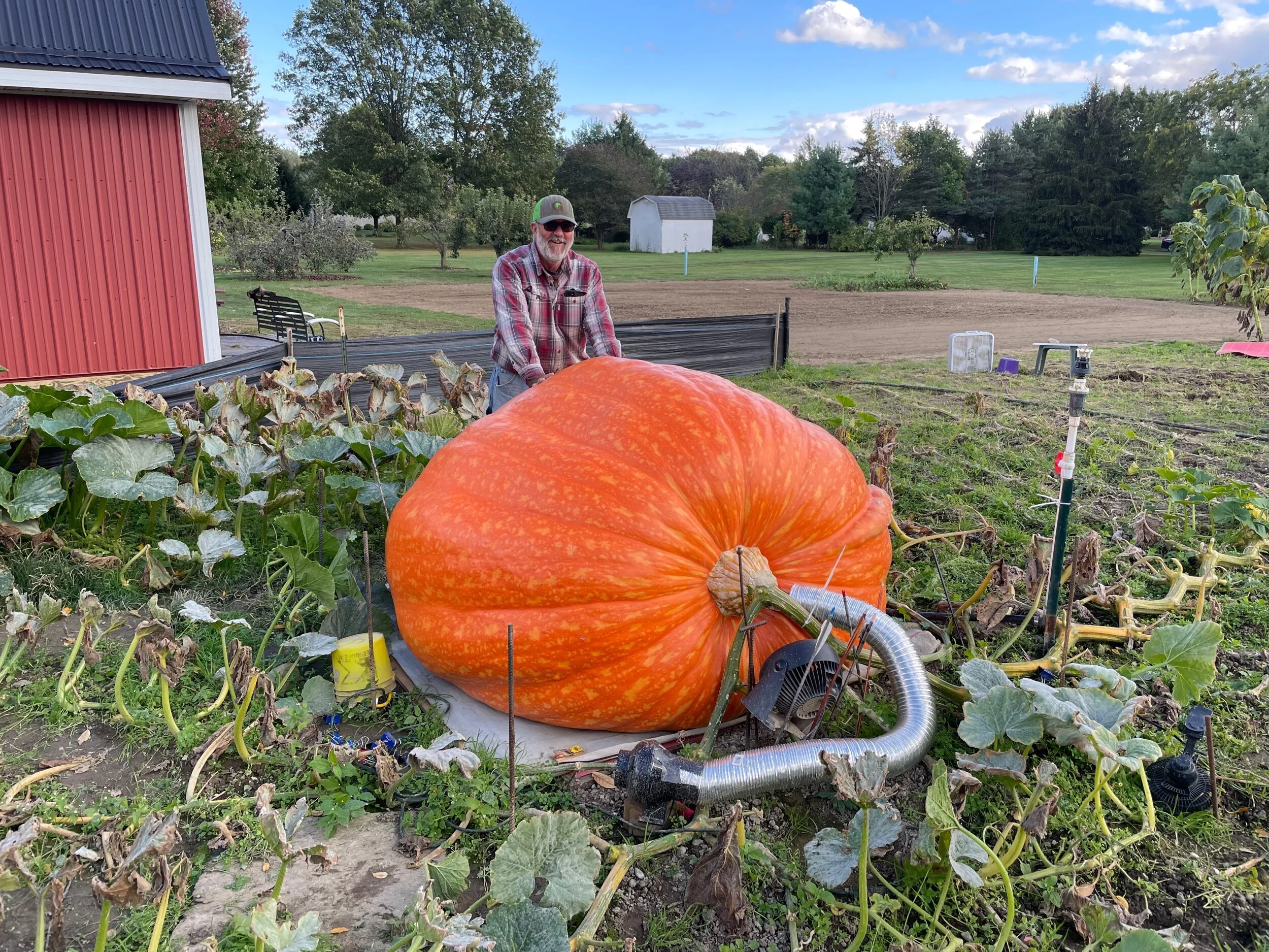 Giant Pumpkin Seeds — Kisamore Giant Pumpkins