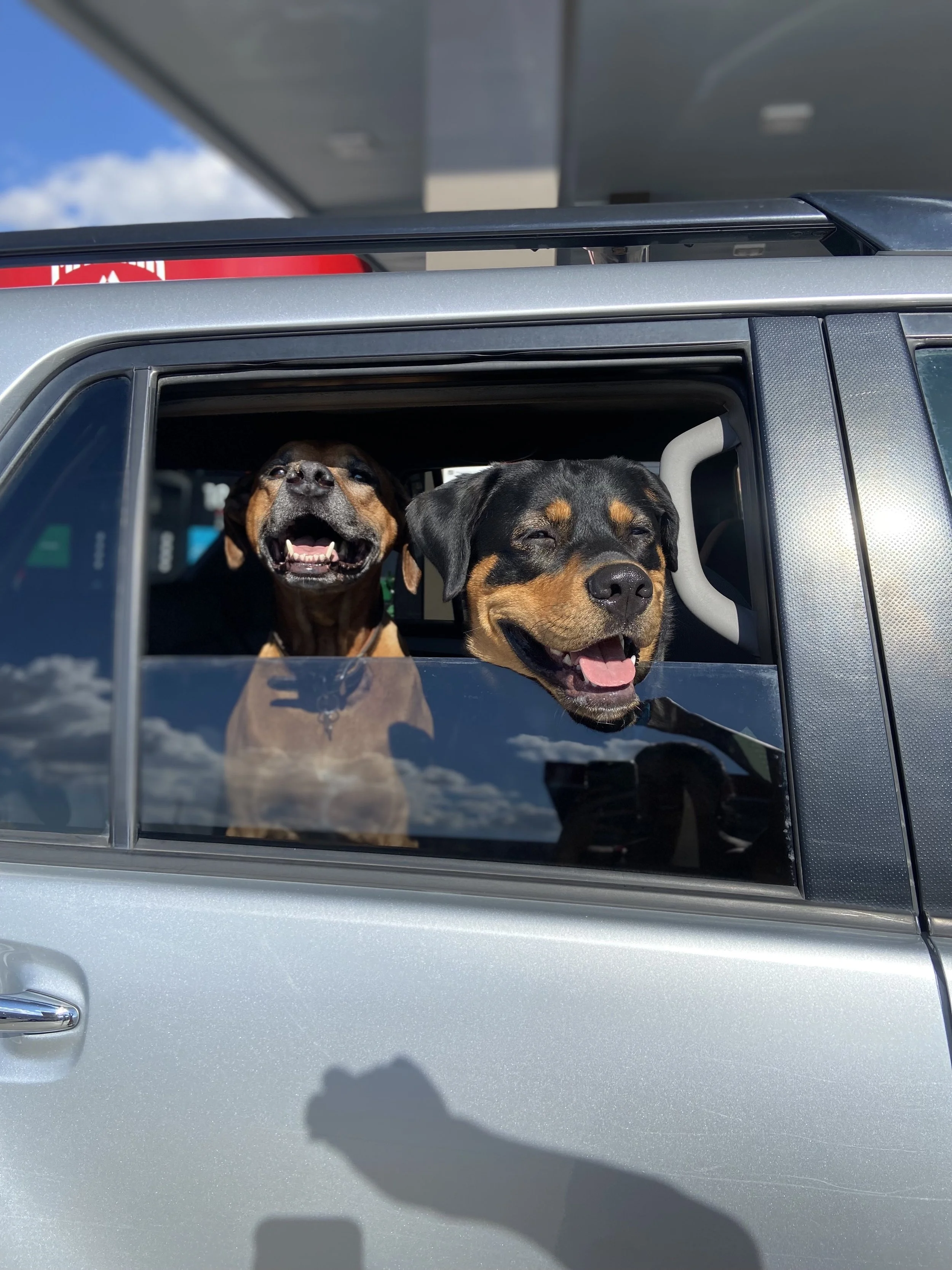 Two dogs sticking their heads out of a vehicle window, smiling with lively eyes, one black and tan, the other dark brown and black, in a silver vehicle on a sunny day with a blue sky and clouds.