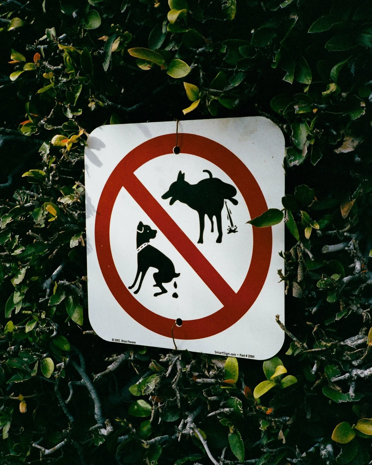 the art of noticing