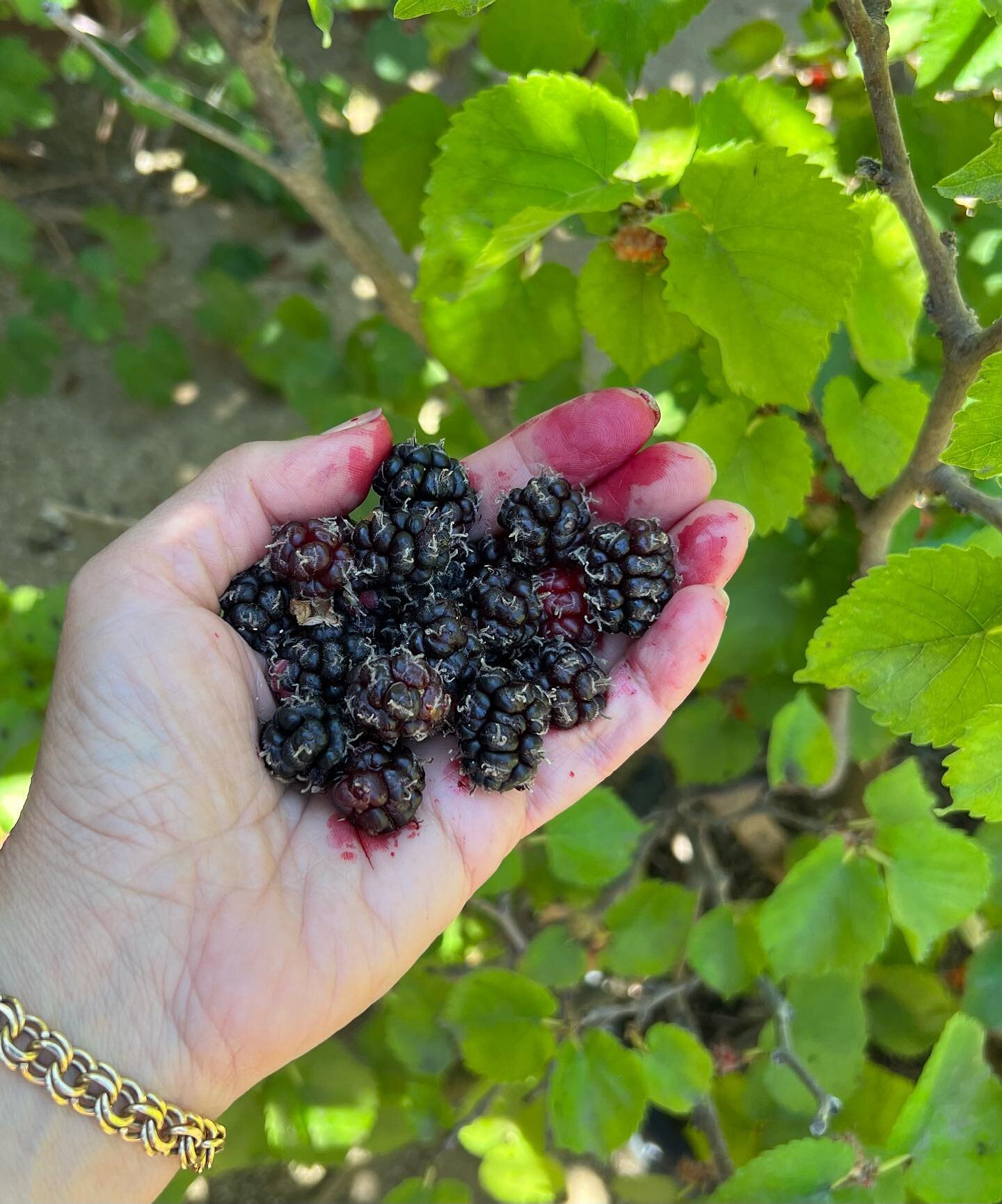 Summer is the Season for Berries!! Here are a handful of amazingly sweet mulberries from my tree 😍#summer #seasonaleating #nature #fruitcup #berries #mulberries #sweetfood #naturescandy #delicious #antioxidants #youarewhatyoueat