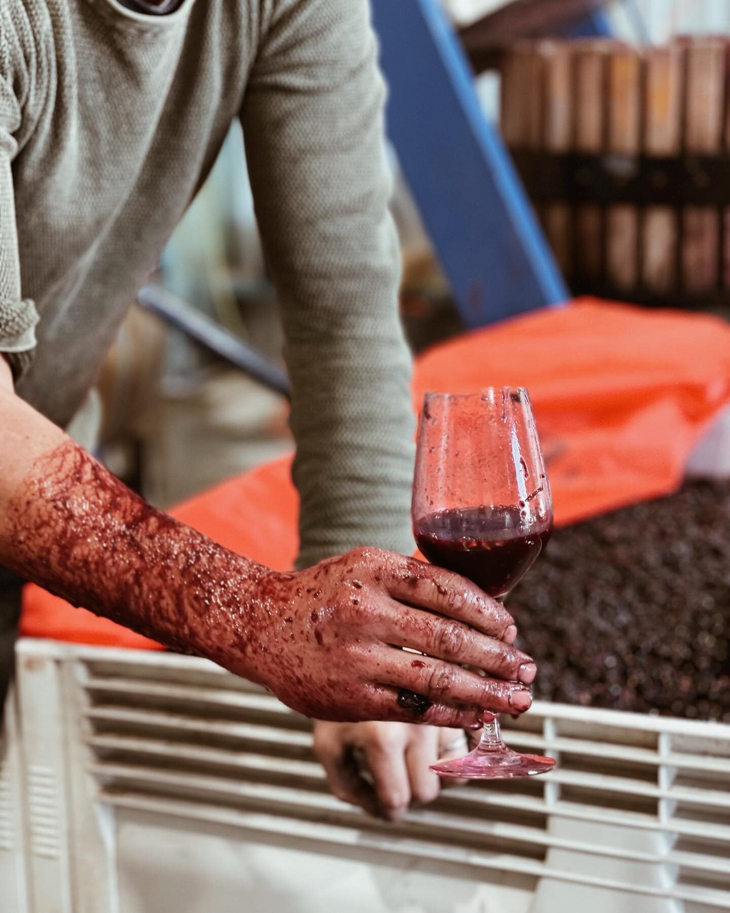 There&rsquo;s a story in every glass...

Uncover each chapter with intimate tastings with winemakers on our immersive private tours.

Captured by our guide Naomi whilst on tour @utzinger_wines