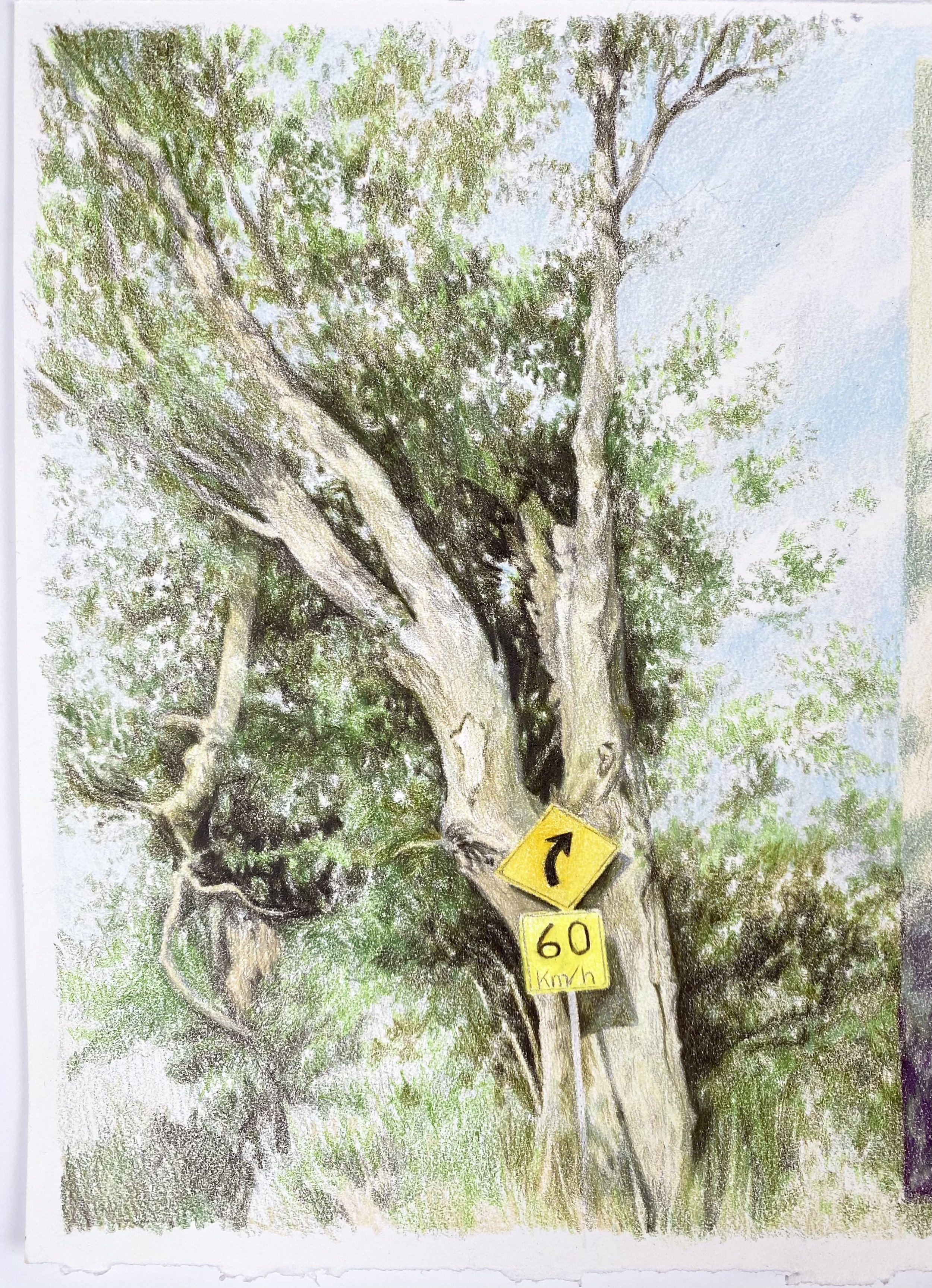 Colour Pencil Drawing