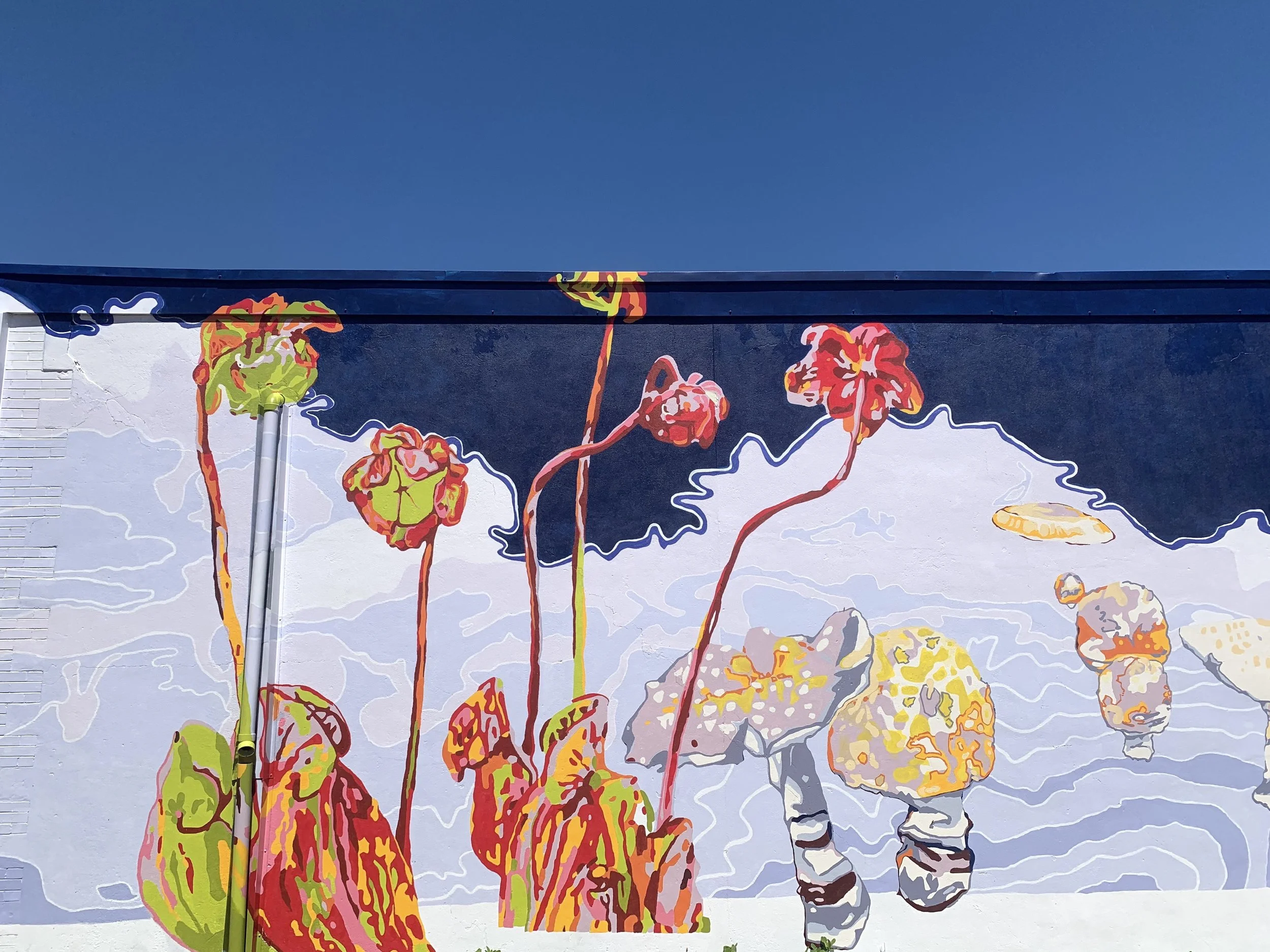 Malteweknejk, Sarracénie, Northern Pitcher Plant