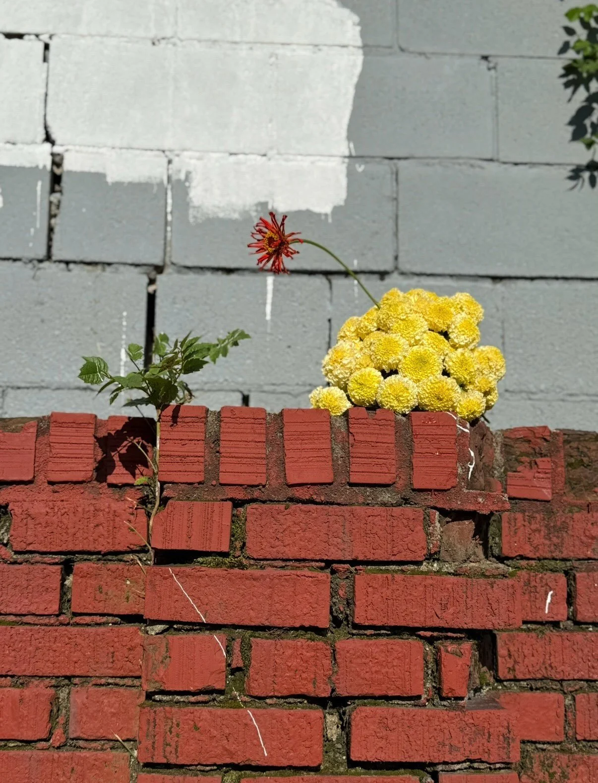 marigolds, sun-fried zinnia, and hot brick wall 🌞🥵🌞

#summer-in-memphis #damn-its-hot