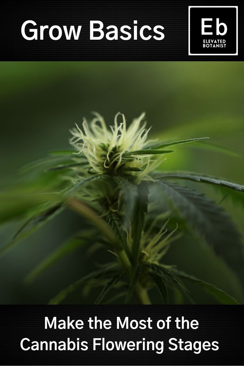 Make the Most of the Cannabis Flowering Stages