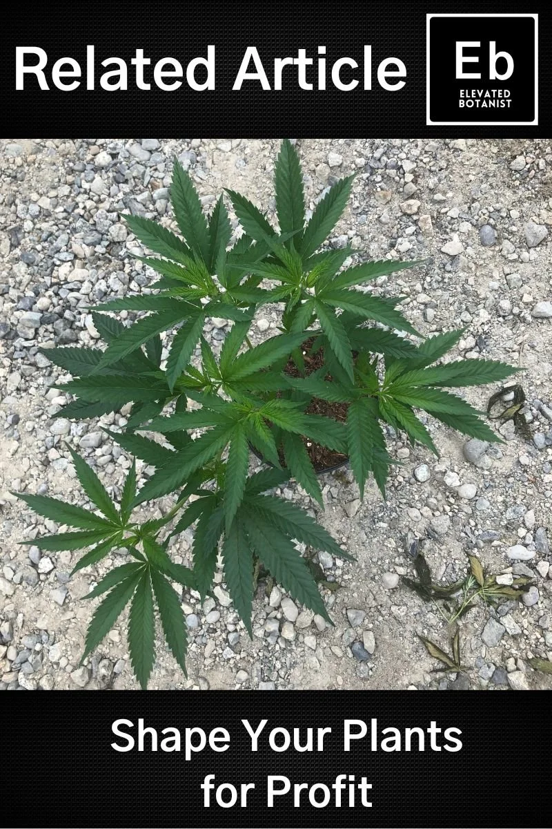 Make the Most of the Cannabis Flowering Stages — Elevated Botanist