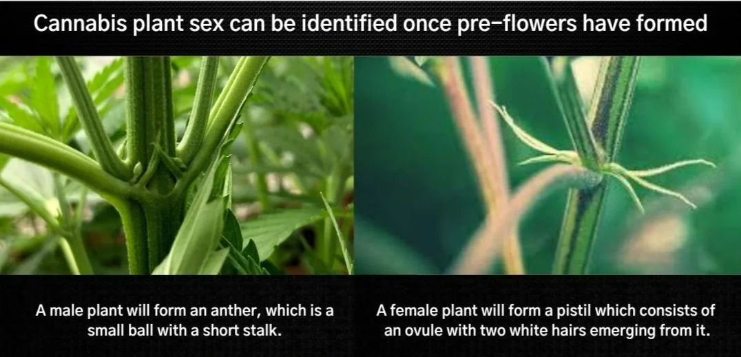 The Growth Stages of Your Cannabis Plant — Elevated Botanist