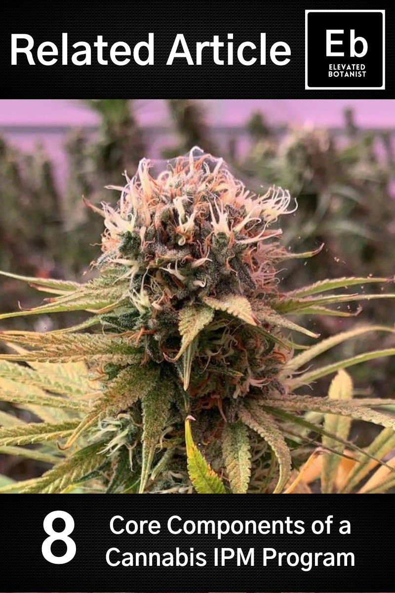 Drive Better Yields with Cannabis Crop Steering — Elevated Botanist