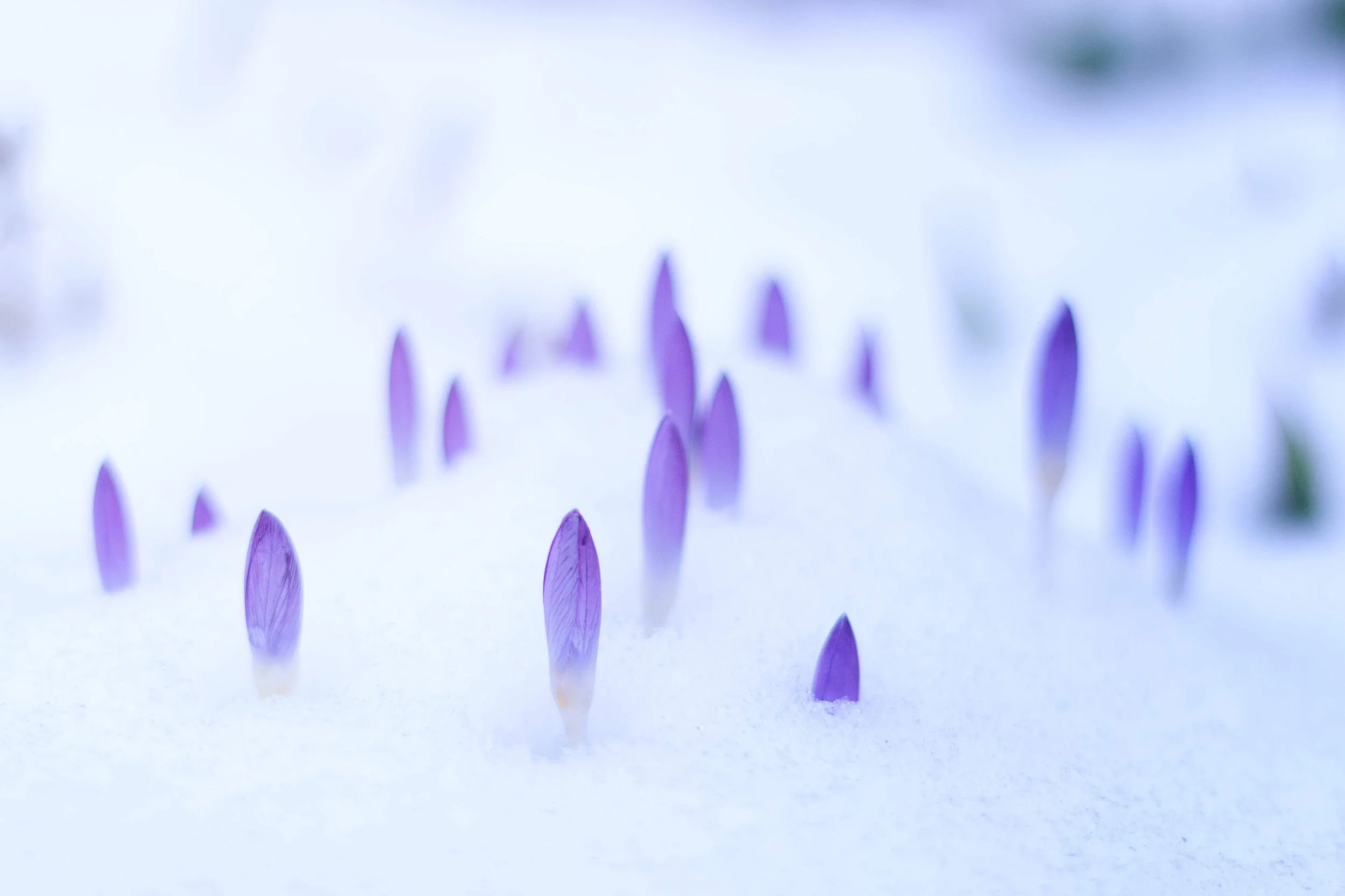 A field of crocus flowers emerge from the snow