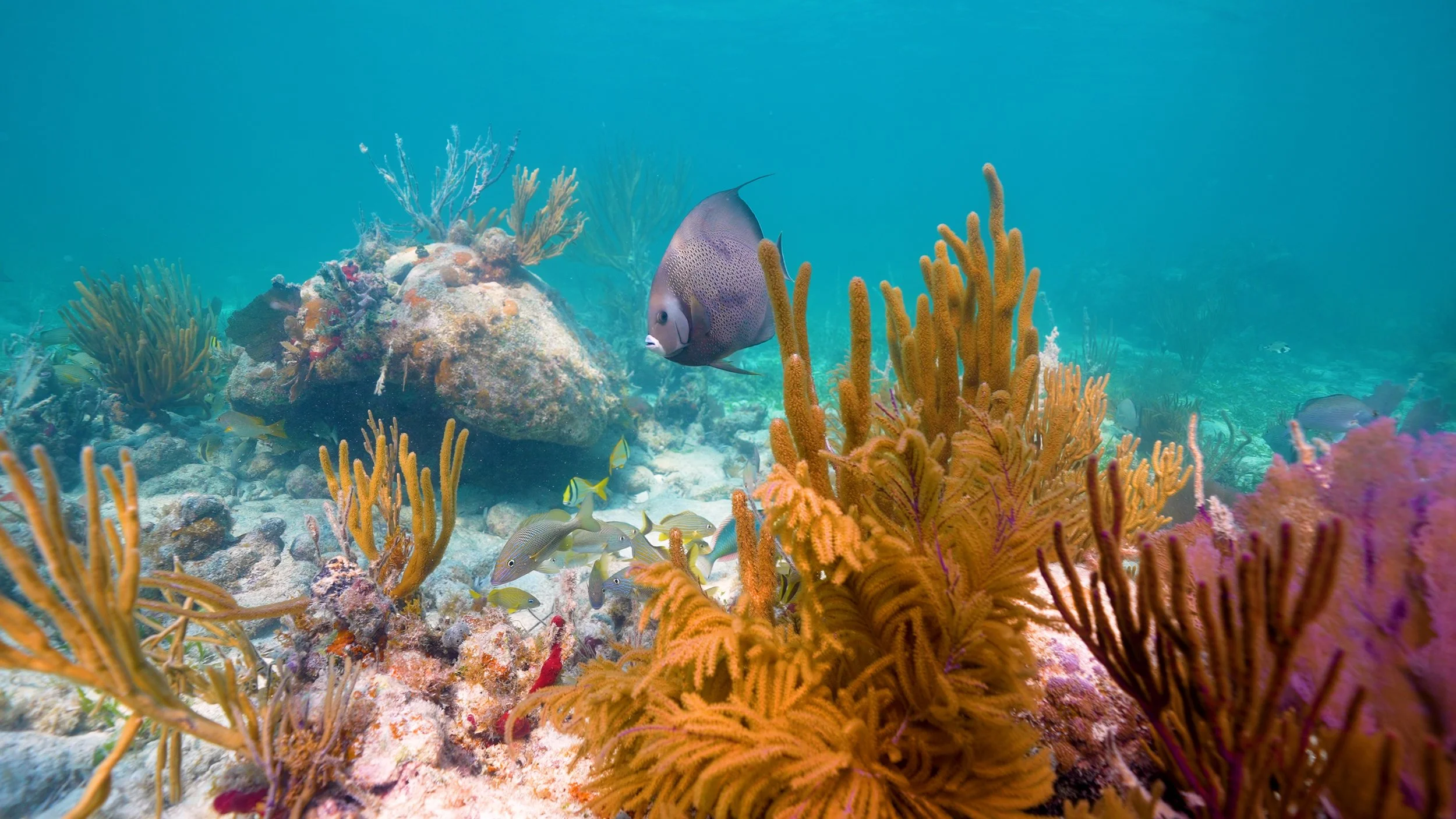 REEF CLEANUP.00_00_03_14.Still002.jpg