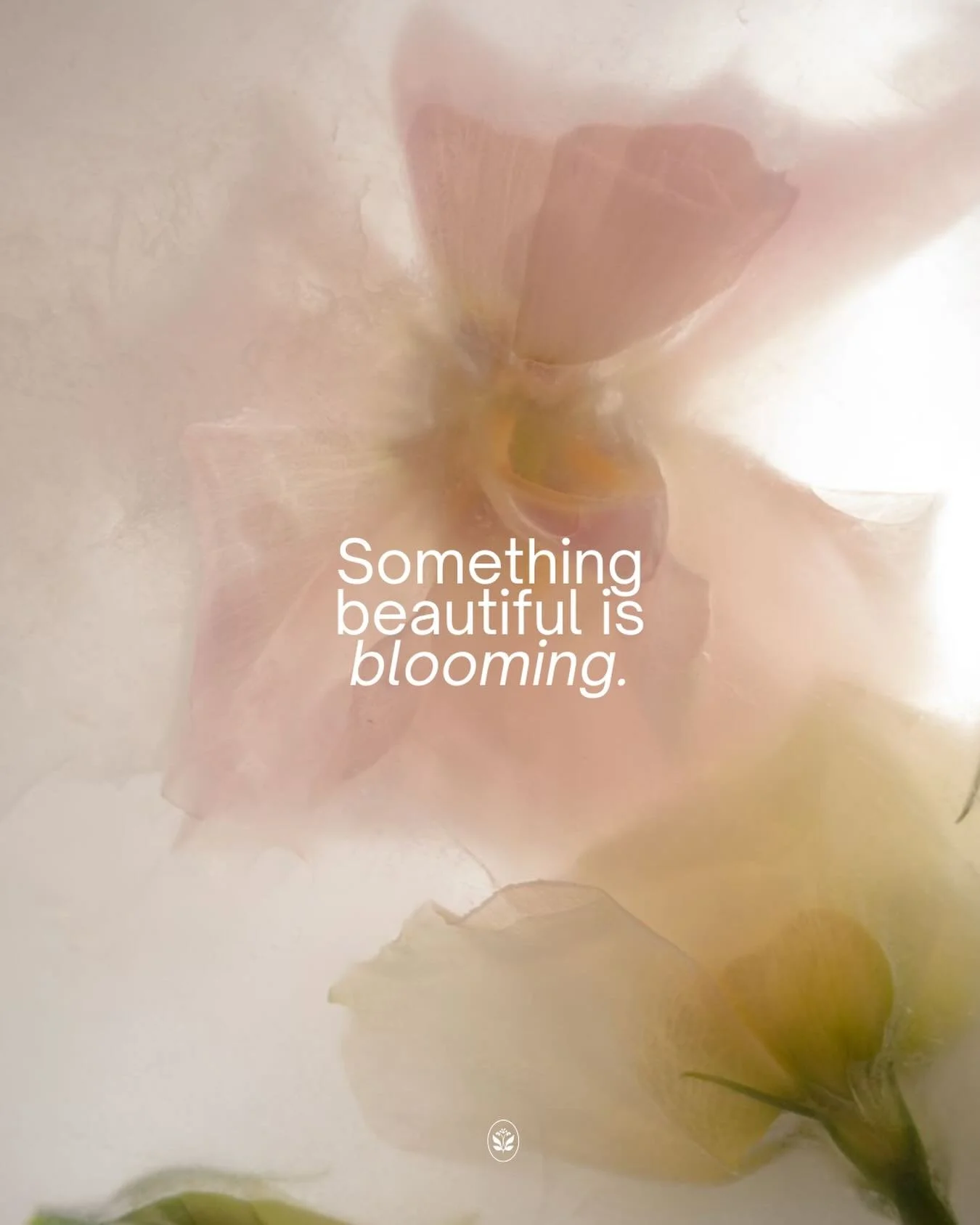 WILDFLOWER SKIN IS MOVING ✨

The past year at Selff has meant more to me than I can put into words.

I&rsquo;m so incredibly grateful to Taylah and Selff Studio for inviting me in, trusting me, and giving Wildflower Skin space to grow. It&rsquo;s bee