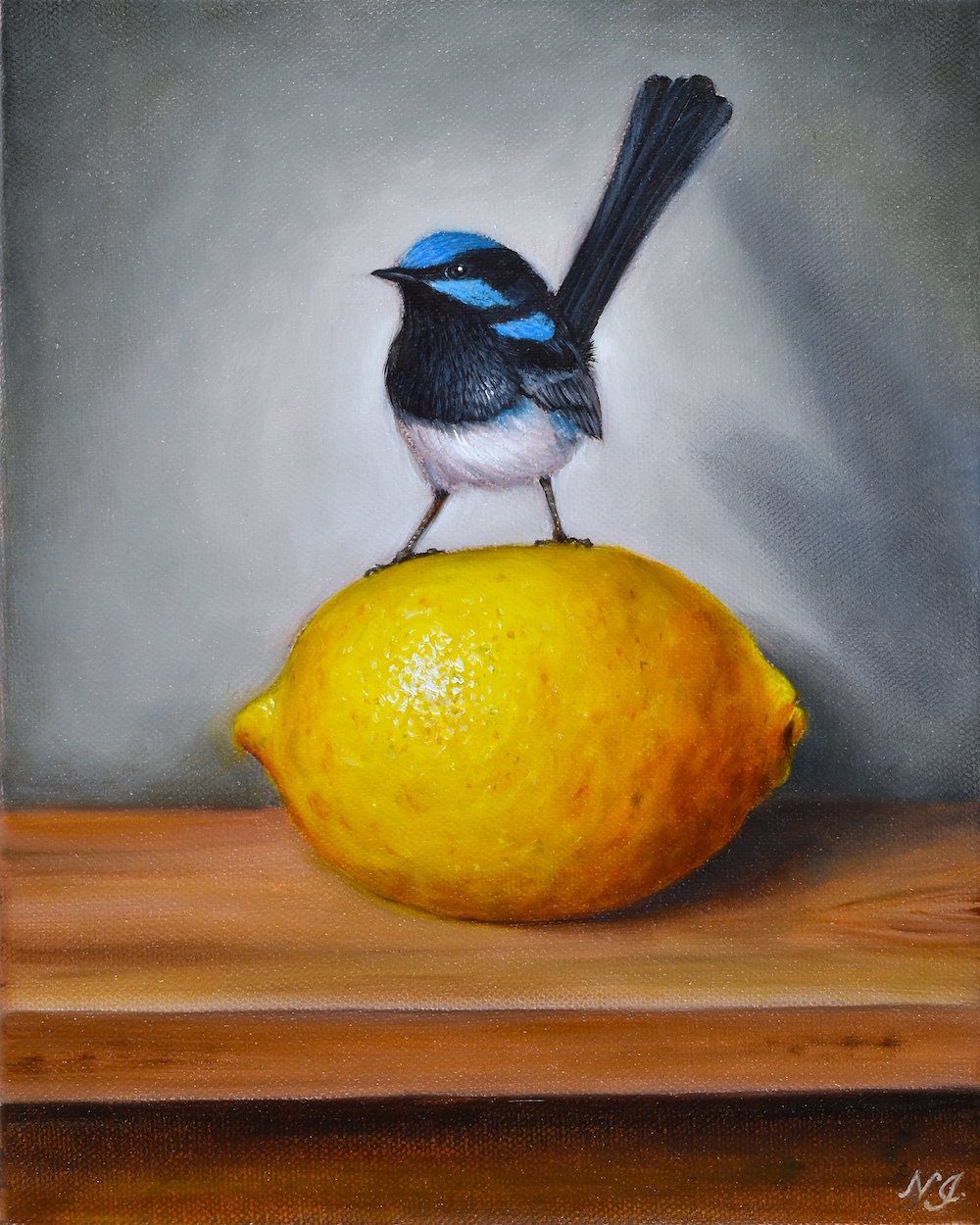 Superb Fairy-wren on Lemon