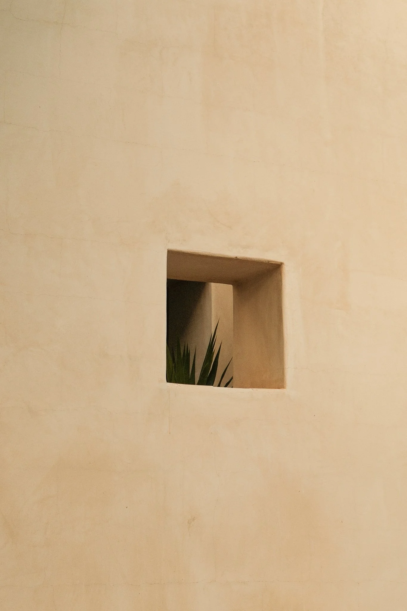 A beige wall with a small square cutout revealing a plant with long, pointed green leaves inside.