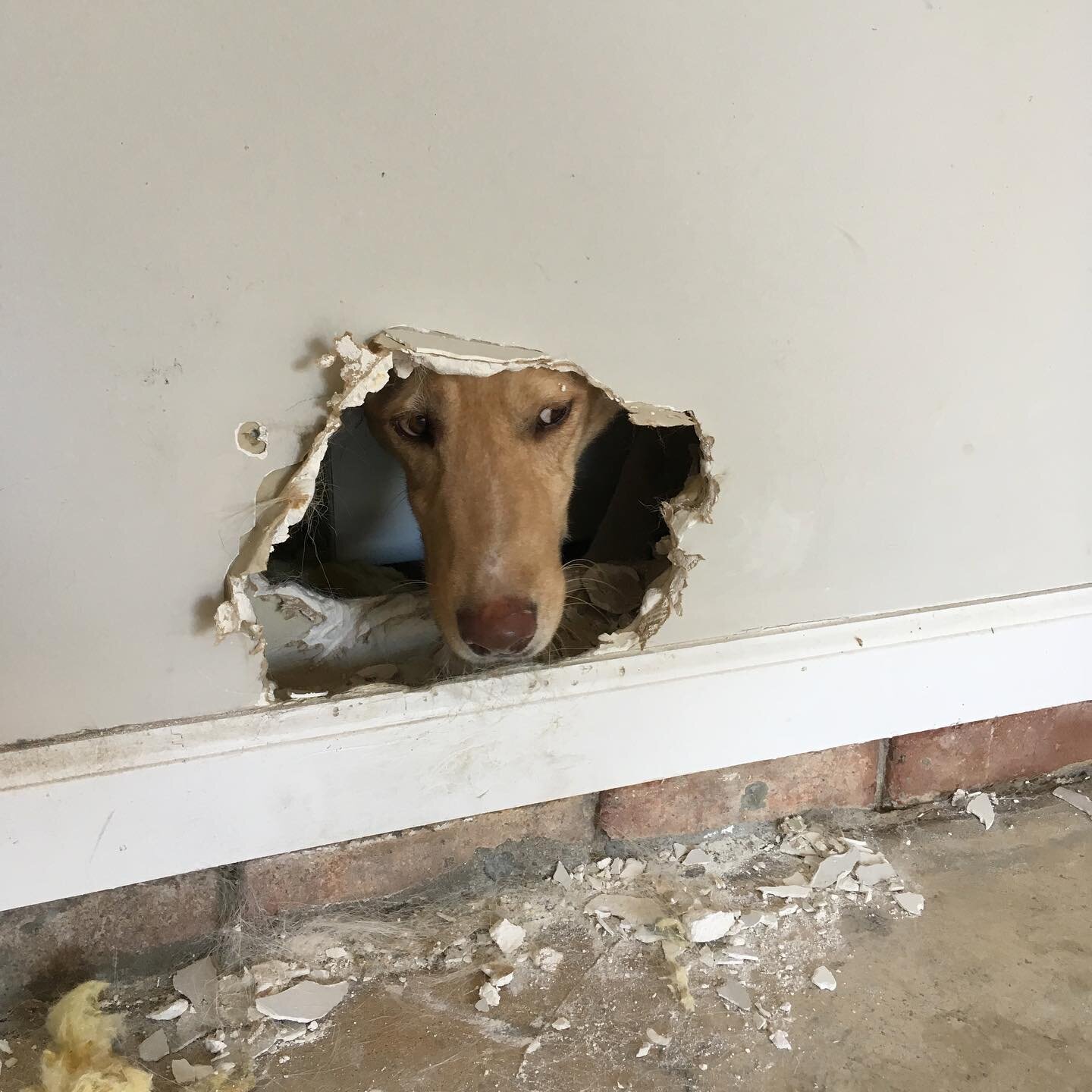 #TBT to when Stewie channelled his inner Andy Dufresne and burrowed his way through the dryer vent and escaped into the garage...yes, he moved the dryer and dug his way through the wall...no joke. Get a dog they said!