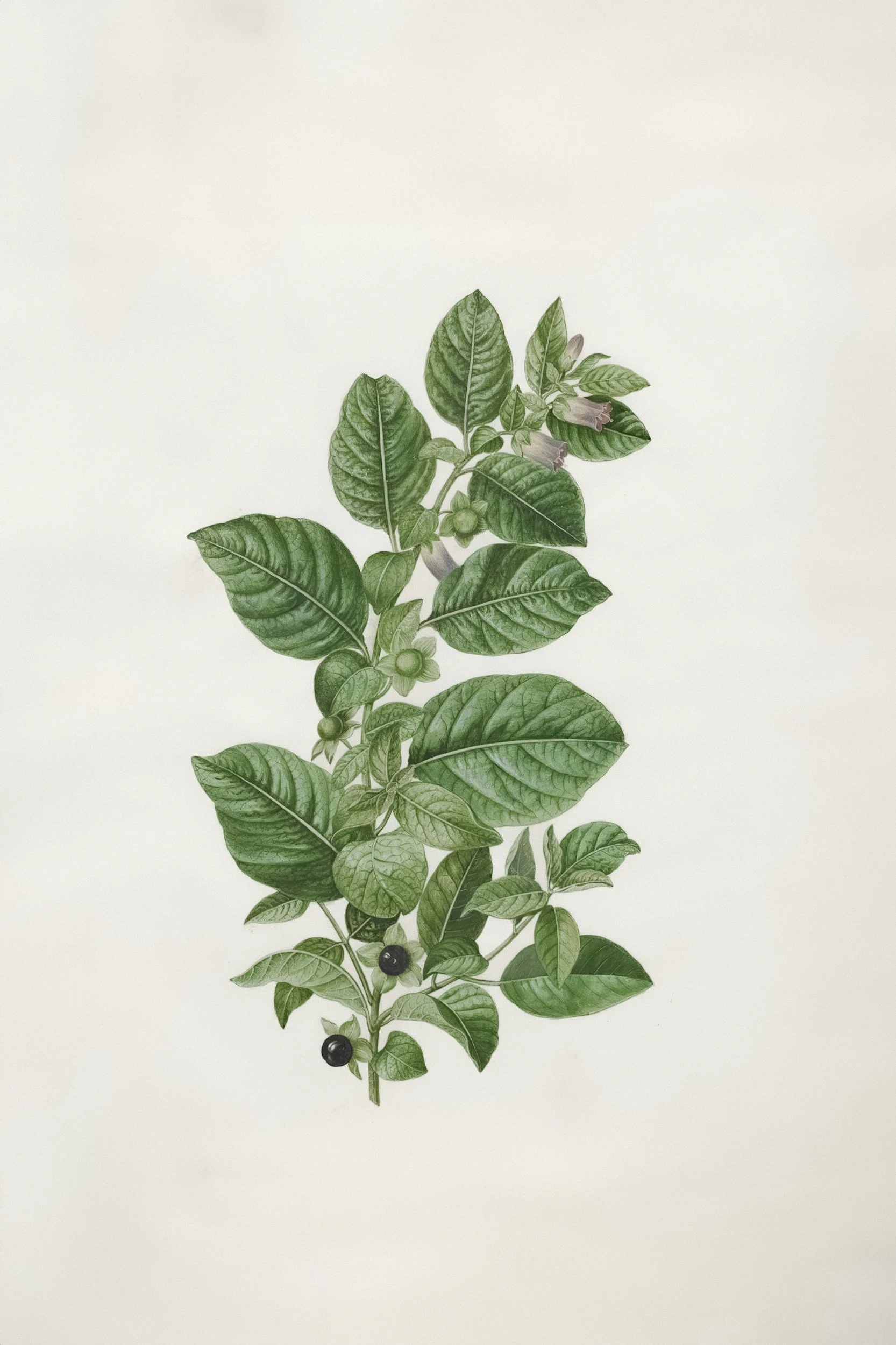 Atropine (2022)