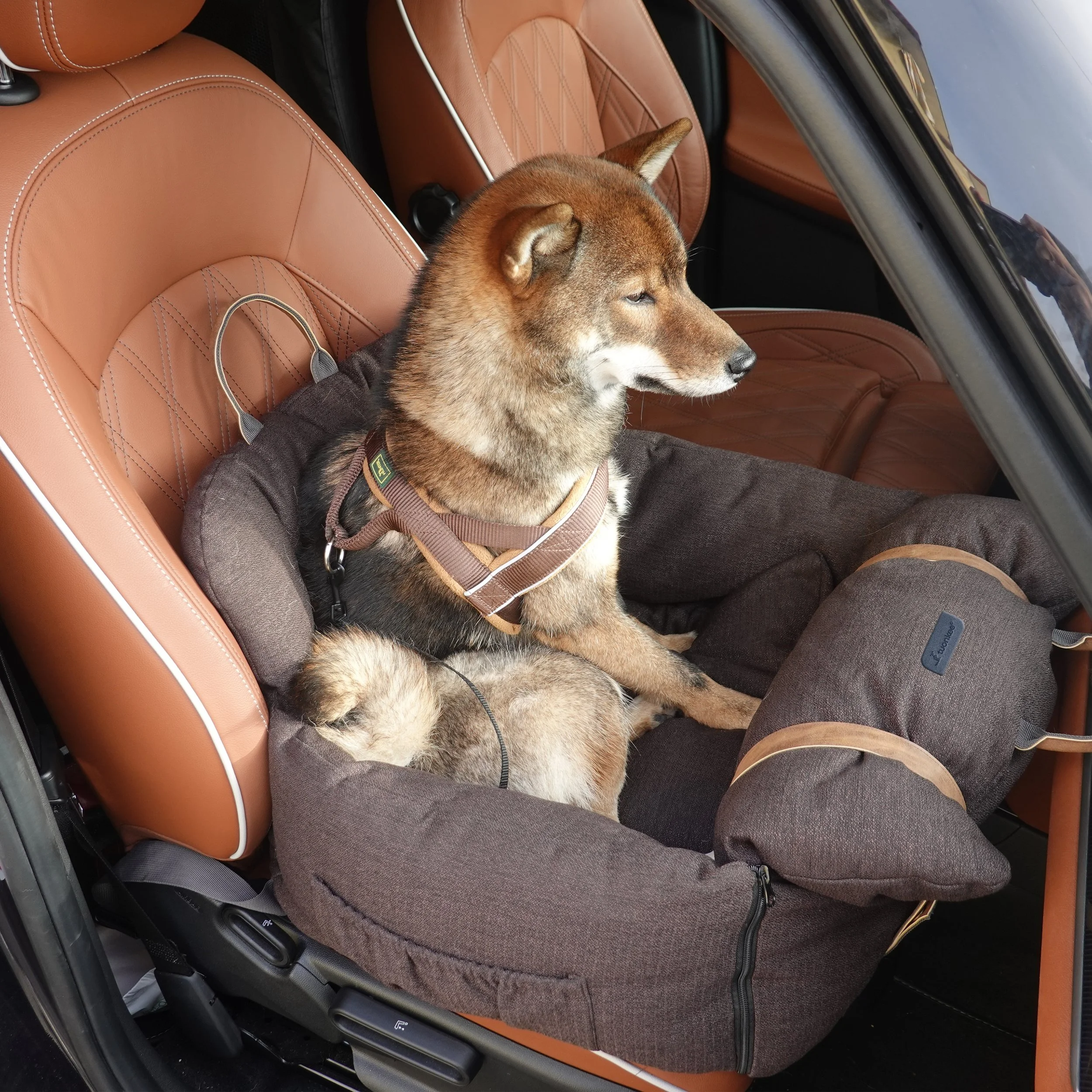 Car seat dog carrier — tuonkee