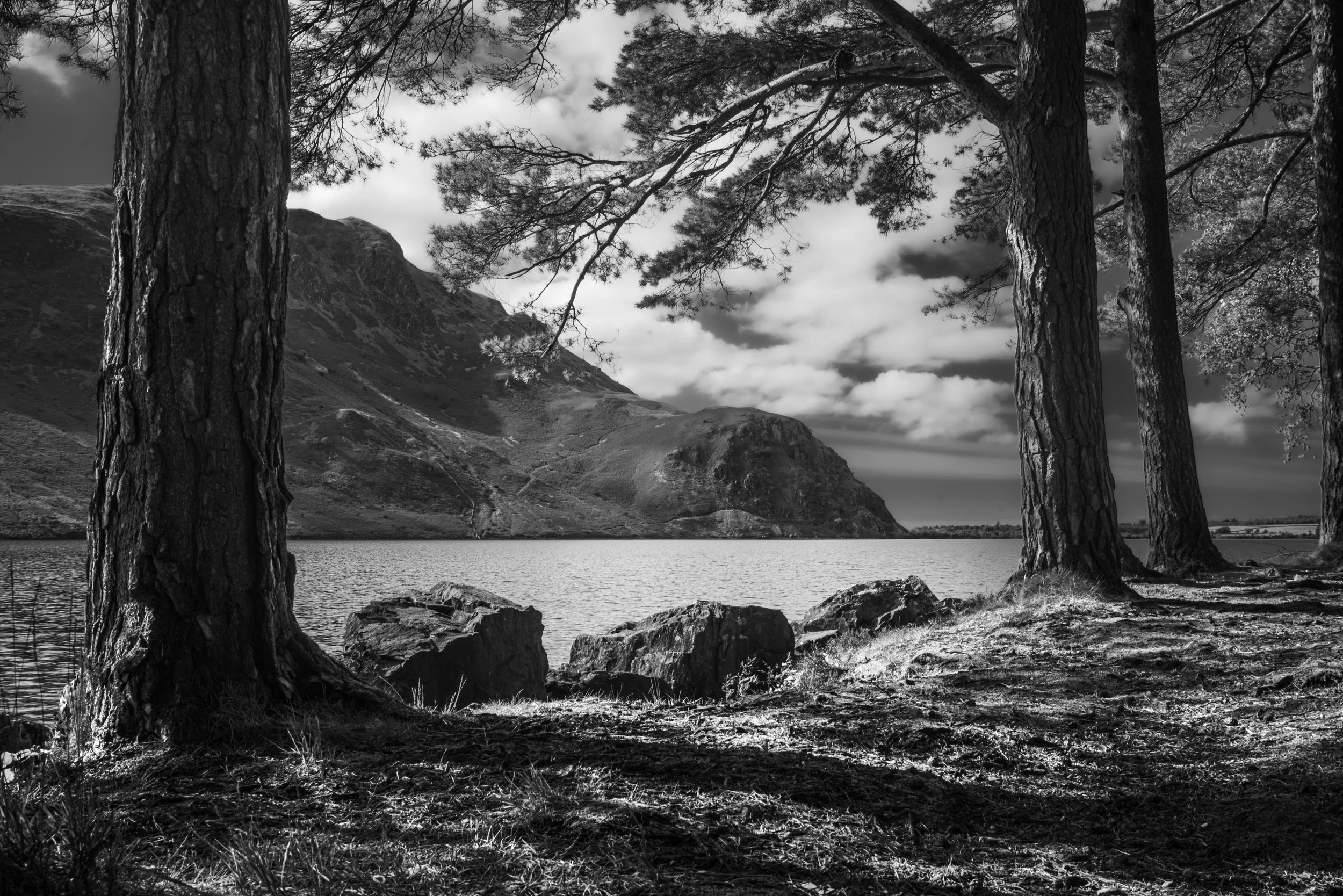 Ennerdale Trees MONO.jpg