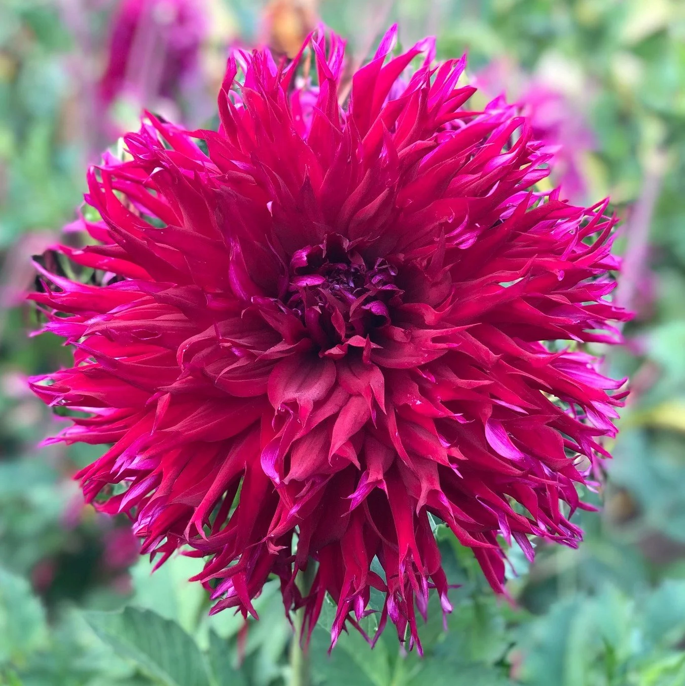 Allen's Bramble.jpg