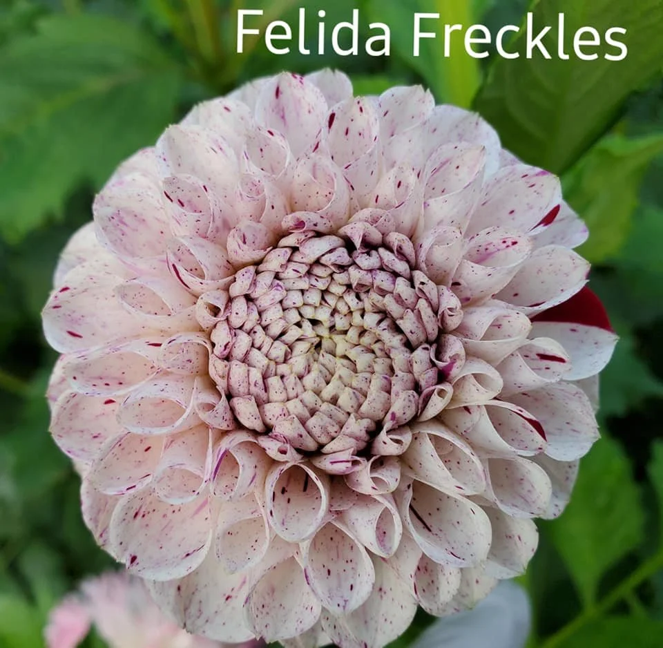 Felida Freckles.jpg